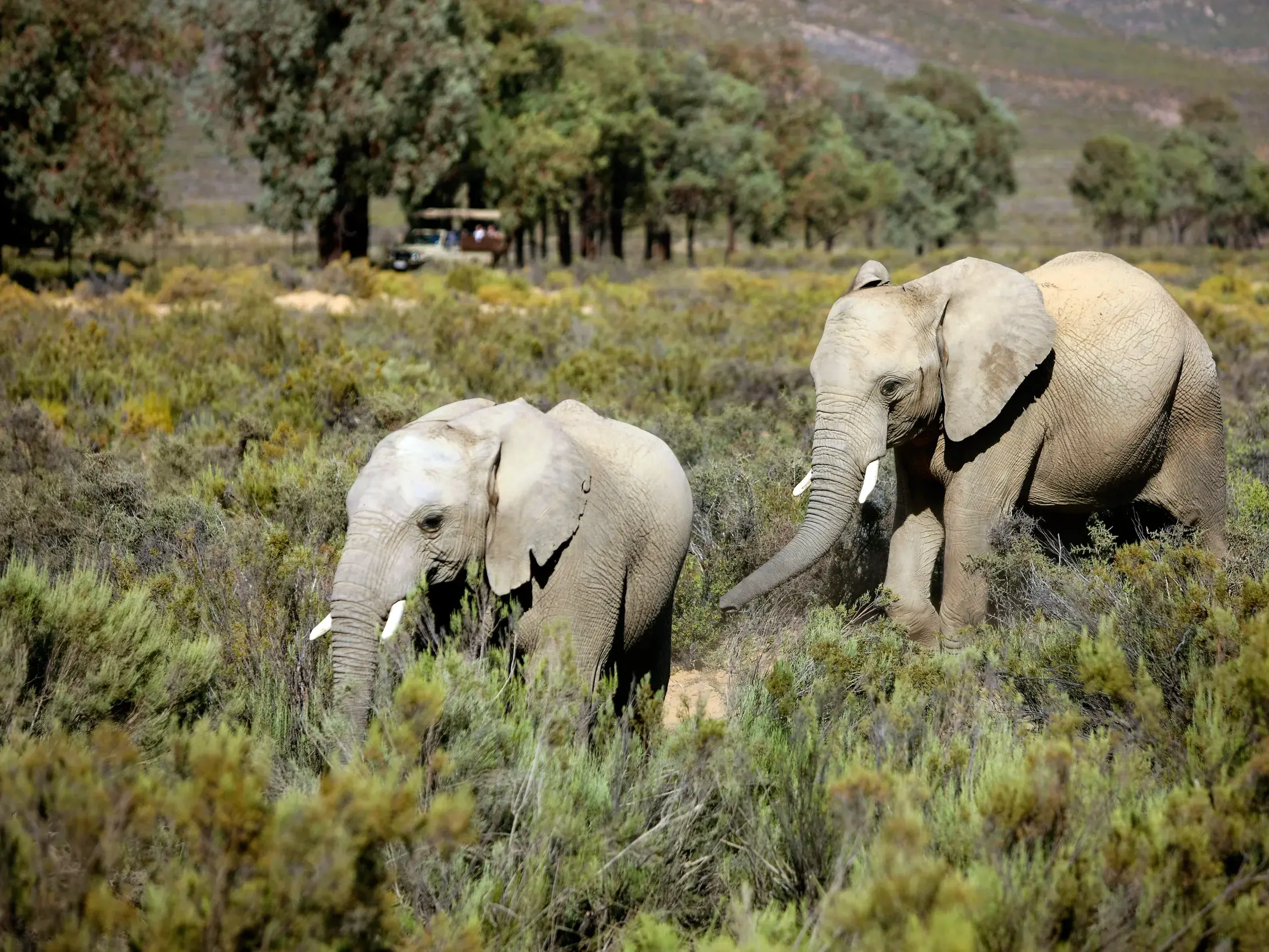 Zwei Elefanten im grünen Buschland des Addo-Elephant-Nationalparks, beobachtet von einer Reisegruppe im Safari-Jeep.