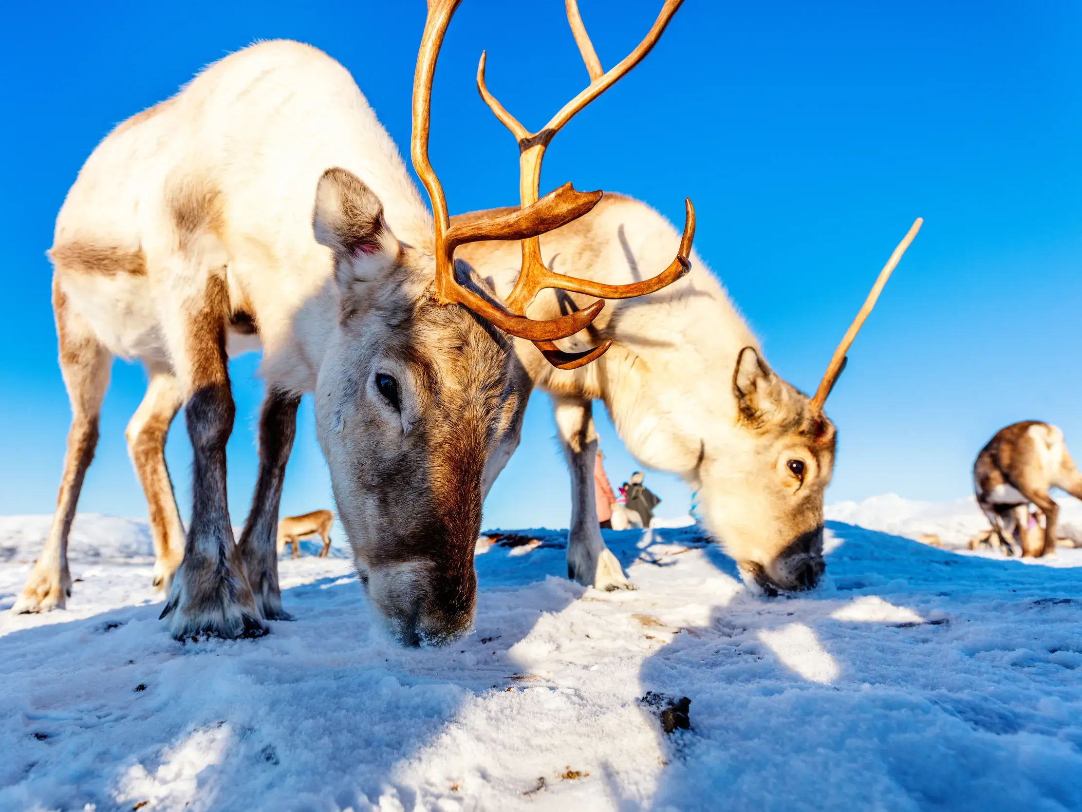 Zwei neugierige Rentiere mit großem Geweih suchen in der verschneiten Winterlandschaft Finnlands unter blauem Himmel nach Futter.
