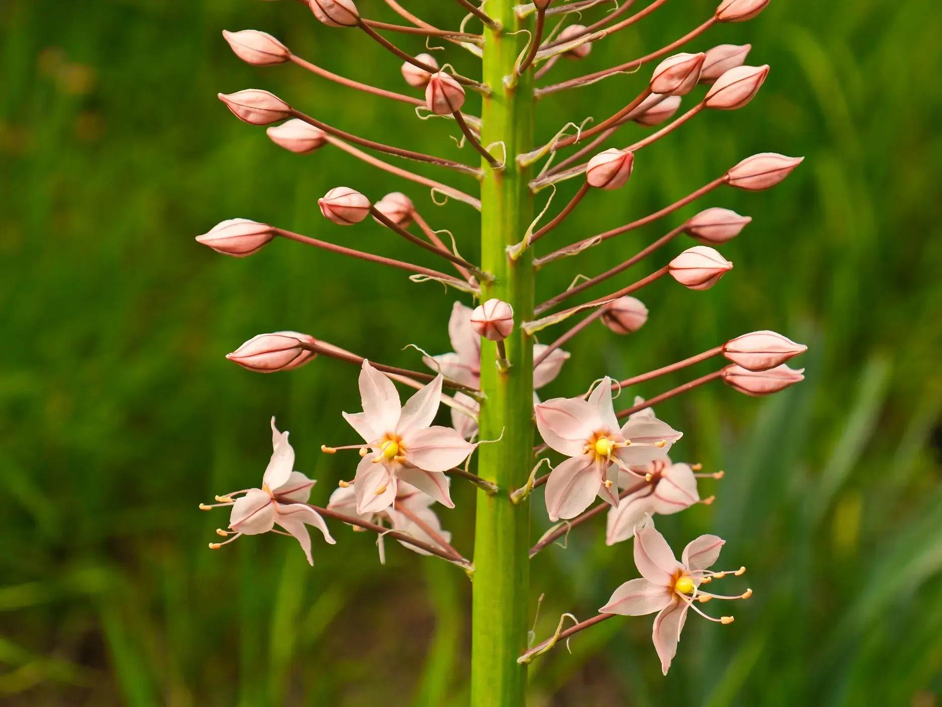 Detailaufnahme einer Pflanze mit rosa, sternförmigen Blüten und Knospen beim Trekking im Hissar-Gebirge in Tadschikistan.