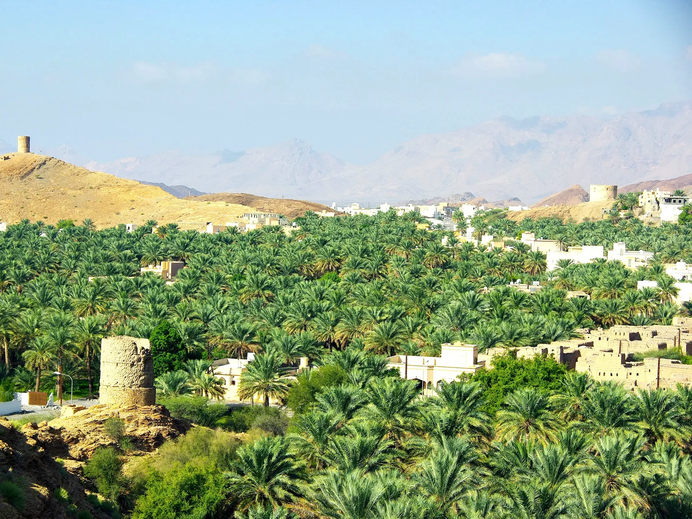 Panoramablick auf die grüne Oase von Al Hamra mit Dattelpalmen und historischen Wachtürmen vor dem Hadschar-Gebirge im Oman.