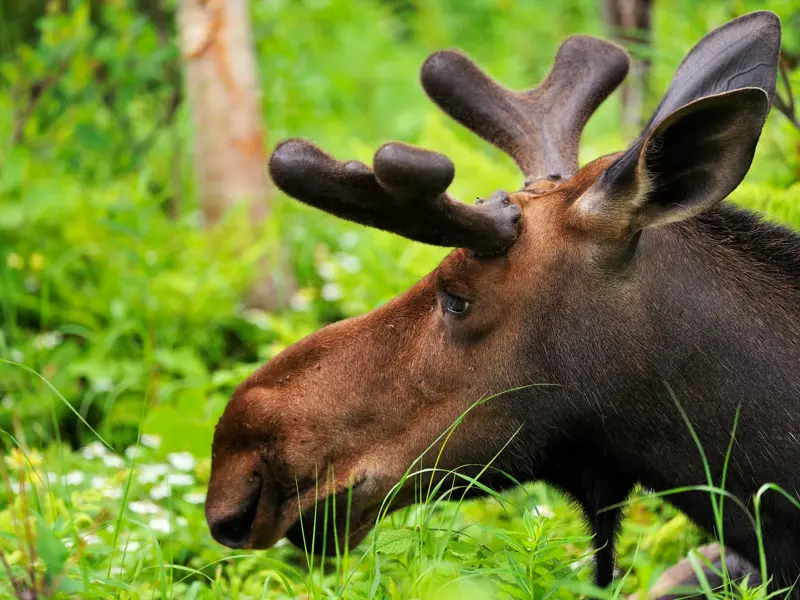 Seitenprofil eines Elchbullen mit samtigem Bastgeweih inmitten von hohem, grünem Gras und Wildblumen in Kanada.