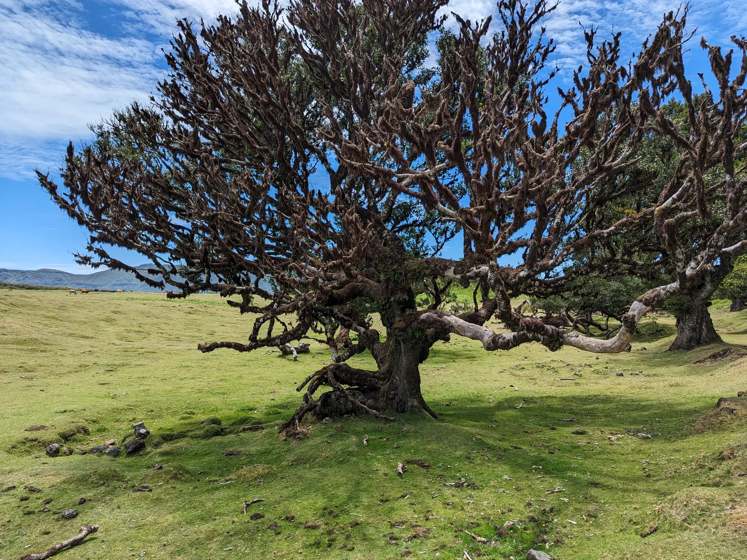 Knorriger, uralter Lorbeerbaum mit moosbewachsenen Ästen im urweltlichen Fanal Wald auf der Wanderinsel Madeira.