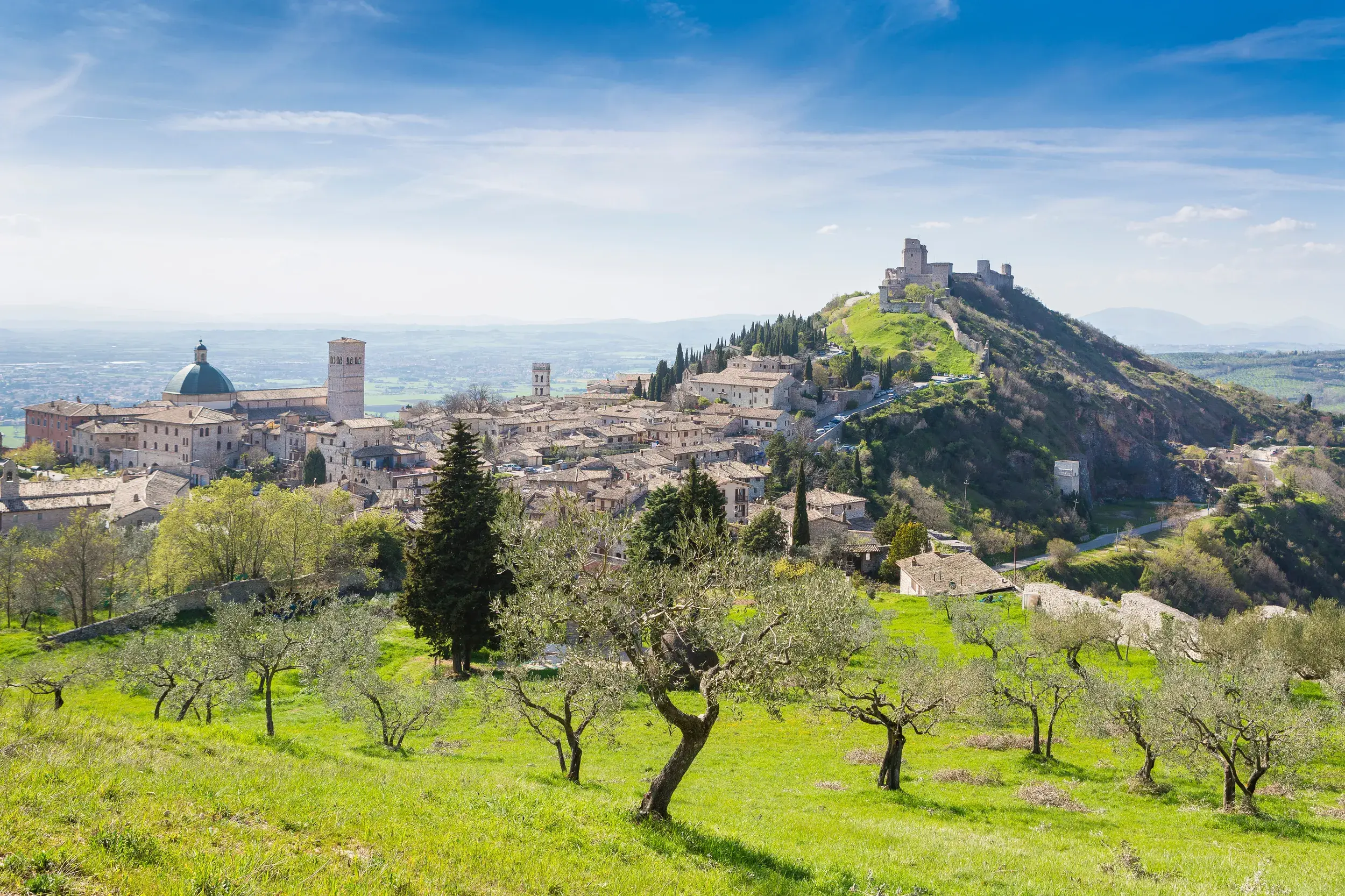 Malerischer Blick über Olivenhaine auf die Pilgerstadt Assisi mit der Basilika des heiligen Franz von Assisi in Umbrien.