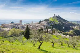 Malerischer Blick über Olivenhaine auf die Pilgerstadt Assisi mit der Basilika des heiligen Franz von Assisi in Umbrien.