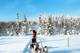 Hundeschlittenfahrt mit Huskys durch die verschneite Winterlandschaft bei Saariselkä in Lappland