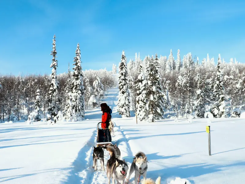 Hundeschlittenfahrt mit Huskys durch die verschneite Winterlandschaft bei Saariselkä in Lappland