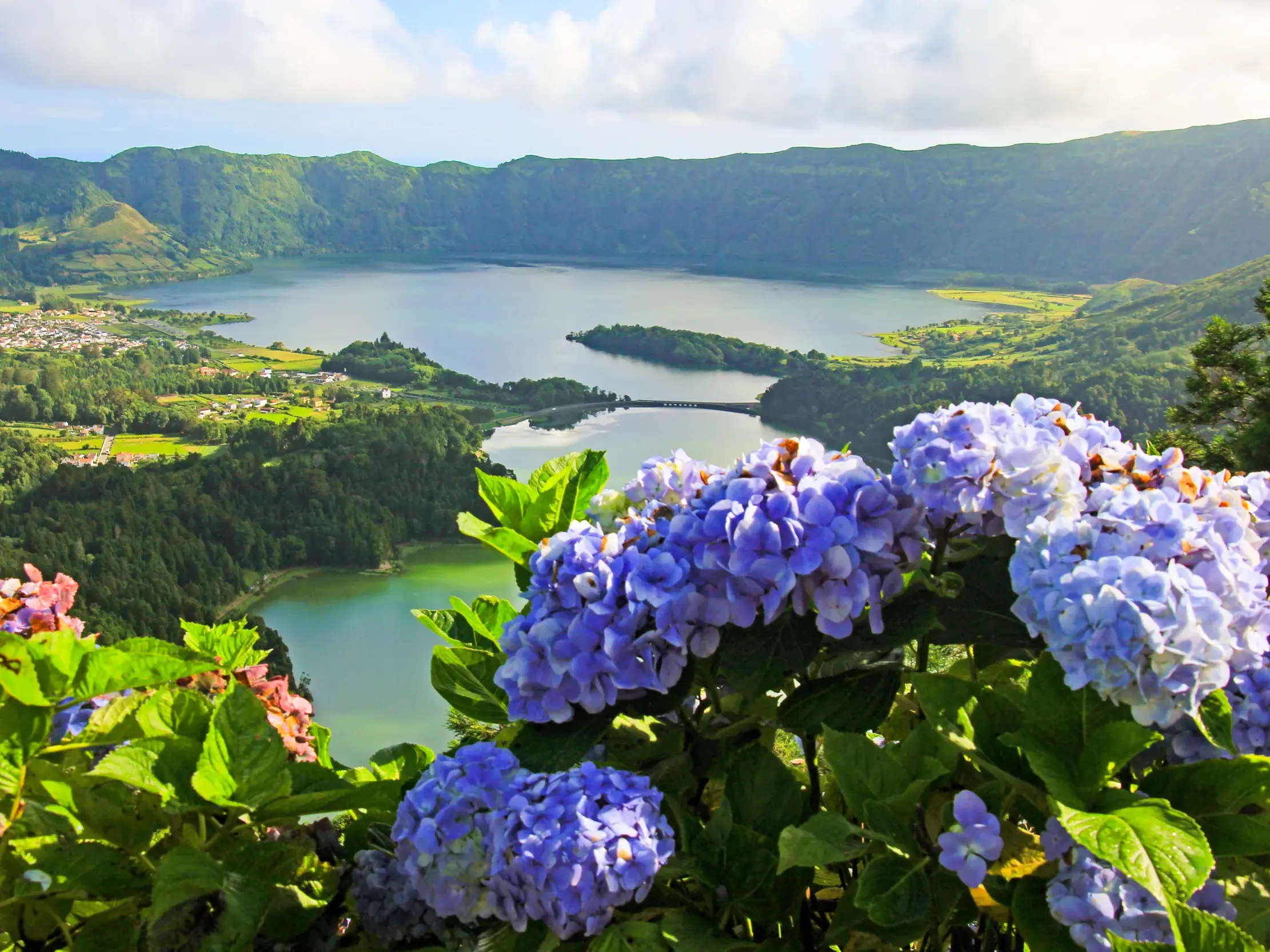 Blühende Hortensien am Kraterrand mit Blick auf die Seen Lagoa Azul und Lagoa Verde in der Caldeira da Sete Cidades.