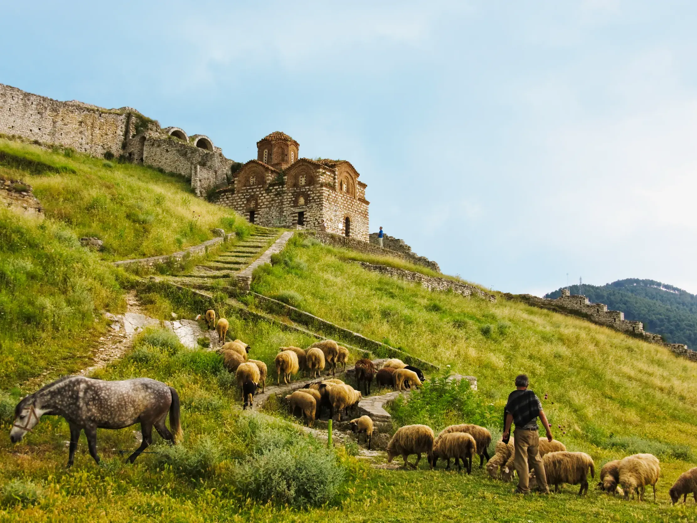 Ein Hirte führt seine Schafherde über einen grünen Hügel unterhalb der Festungsmauer und einer Steinkirche in Berat, Albanien.