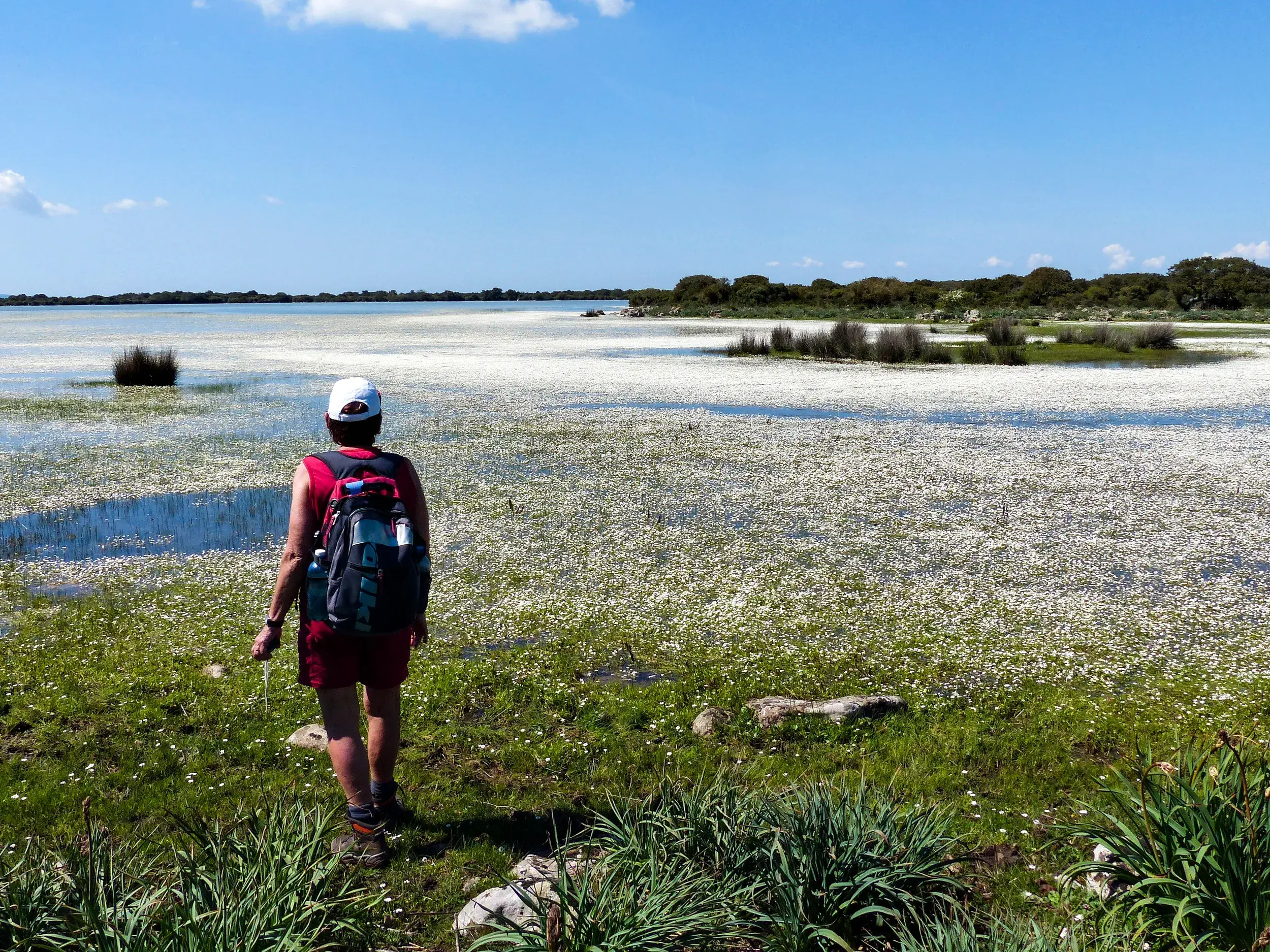 Eine Wanderin mit Rucksack blickt auf den Blütenteppich eines Lagunensees auf der Sinis-Halbinsel, Sardinien.