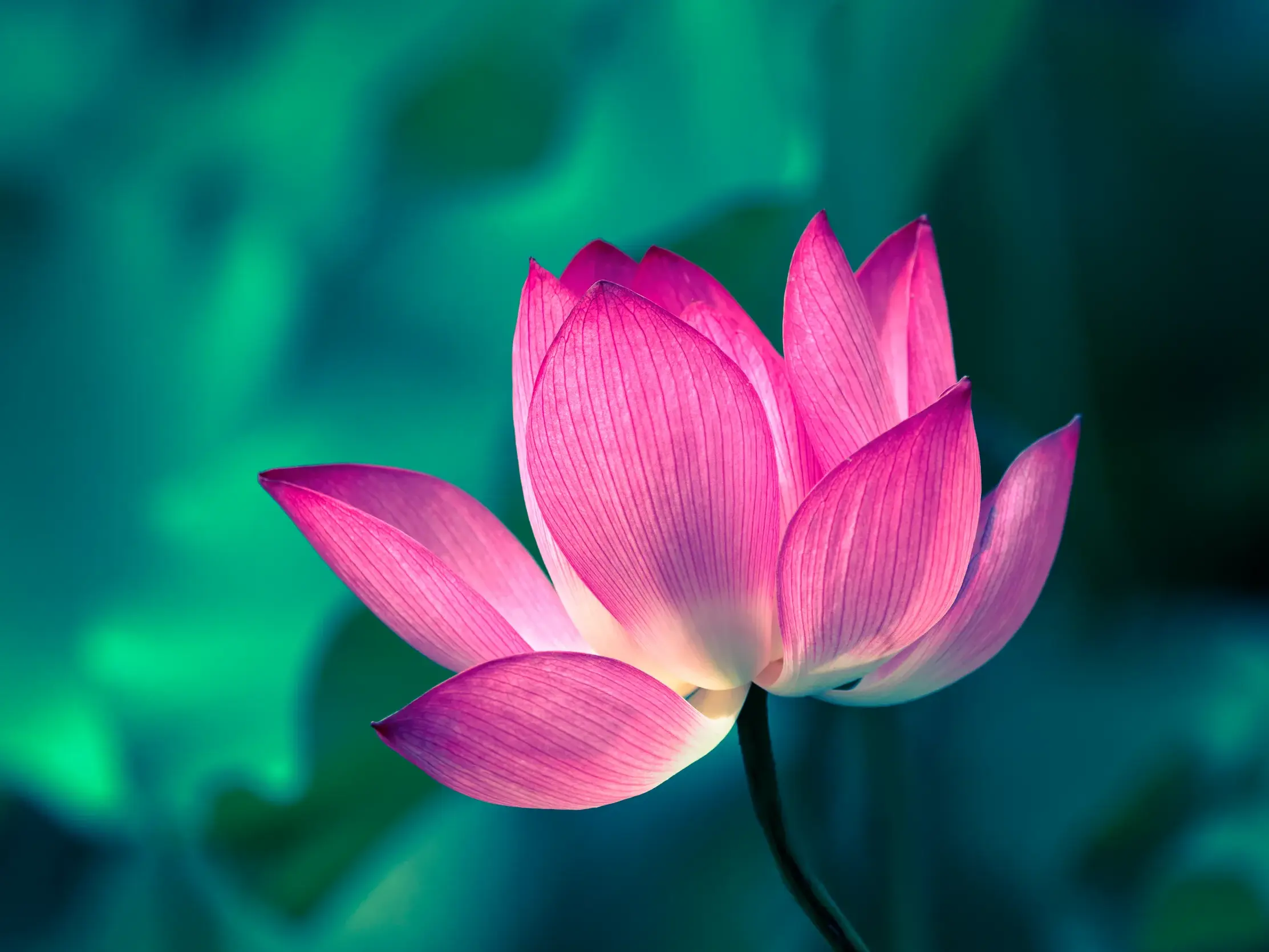 Leuchtend pinke Lotusblüte in einem der Lotosfelder bei Guilin, ein Highlight dieser geführten China-Studienreise.