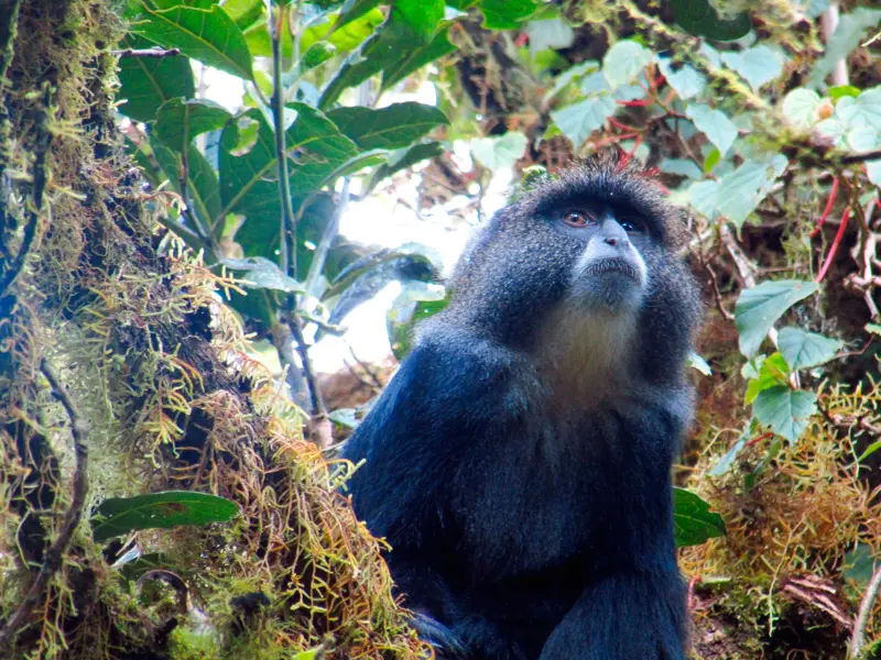 Nahaufnahme einer Diadem-Meerkatze auf einem moosigen Ast während eines Trekkings durch den Regenwald am Kilimanjaro.