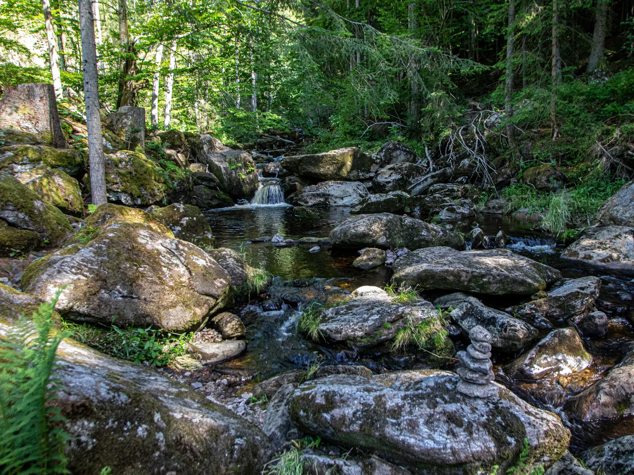Klares Wasser eines Bachs fließt über moosbewachsene Felsen und einen kleinen Wasserfall in einem sonnigen Wald.