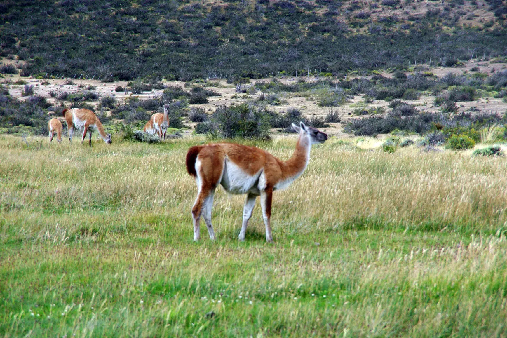 Eine Guanako-Herde mit einem Jungtier grast in der grünen Steppenlandschaft des Torres del Paine Nationalparks in Patagonien.
