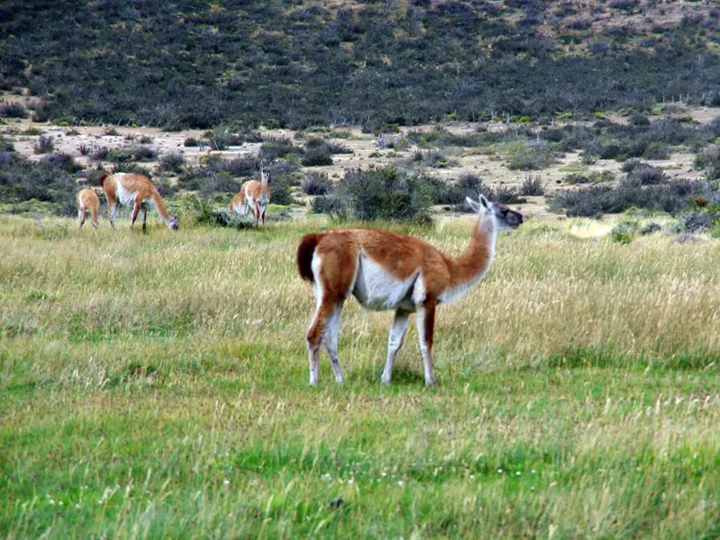 Eine Guanako-Herde mit einem Jungtier grast in der grünen Steppenlandschaft des Torres del Paine Nationalparks in Patagonien.