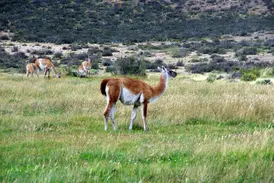 Eine Guanako-Herde mit einem Jungtier grast in der grünen Steppenlandschaft des Torres del Paine Nationalparks in Patagonien.