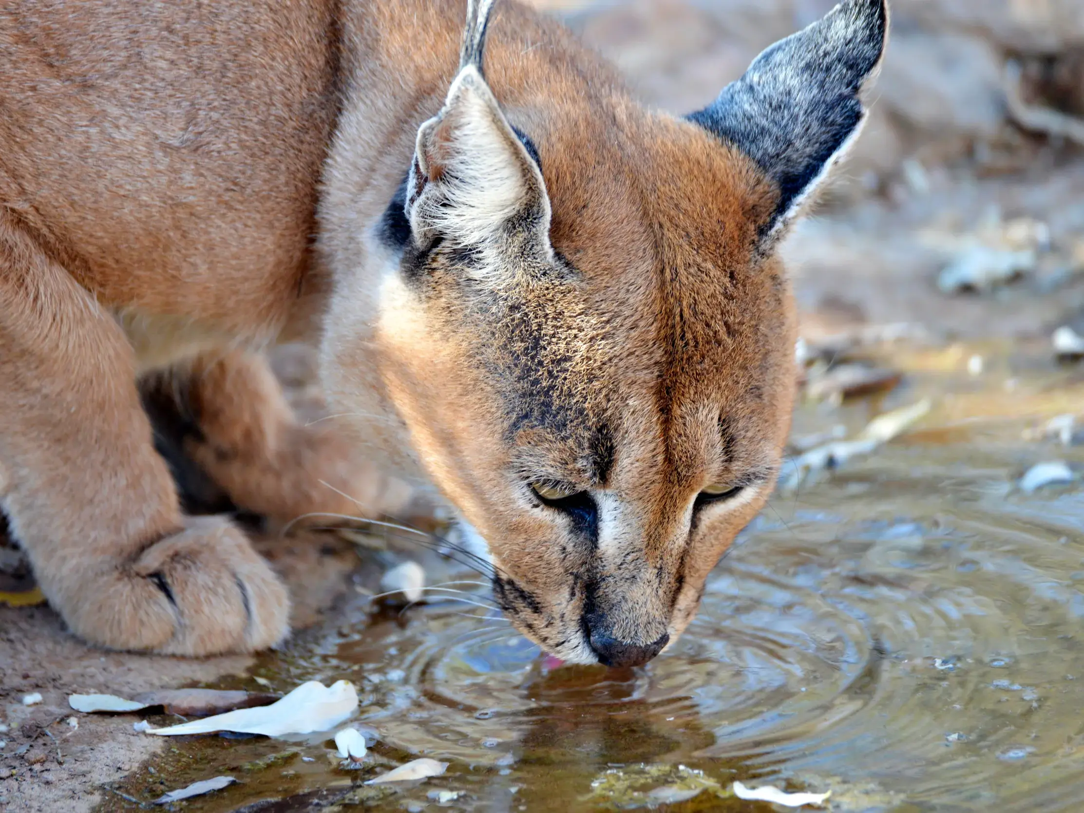 Ein Wüstenluchs (Karakal) mit markanten Pinselohren trinkt während einer Wanderreise in Namibia aus einem Wasserloch.