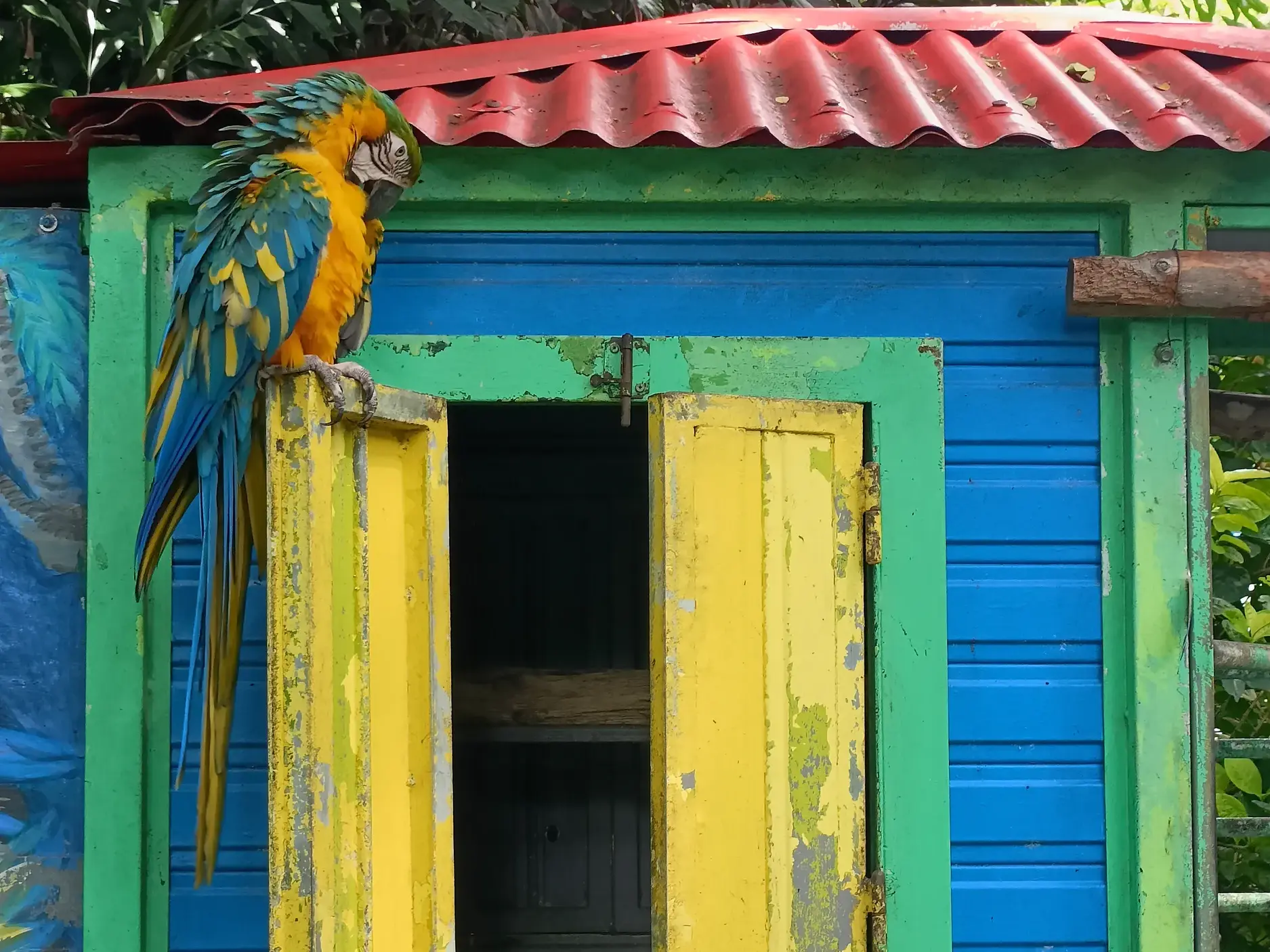 Ein farbenprächtiger Gelbbrustara auf einer bunten Hütte im Botanischen Garten von Deshaies auf Guadeloupe.
