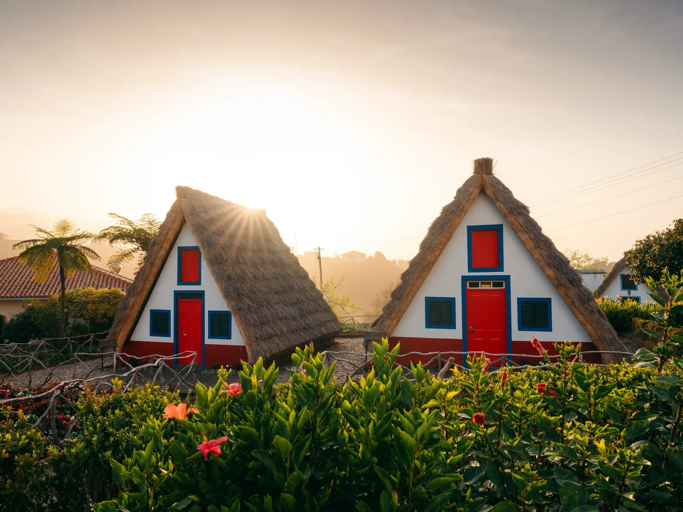 Die berühmten strohgedeckten Häuser in Santana, Madeira, leuchten im warmen Licht des Sonnenuntergangs hinter blühenden Pflanzen.