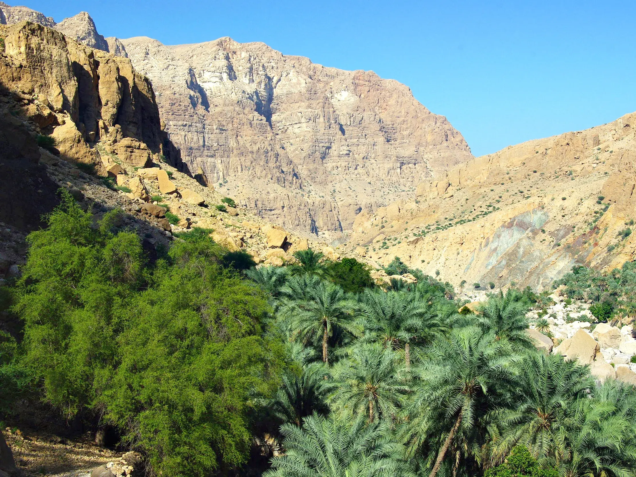 Eine grüne Oase mit Dattelpalmen in einem Wadi, umgeben von den sonnigen, kargen Felswänden des Hadschar-Gebirges im Oman.