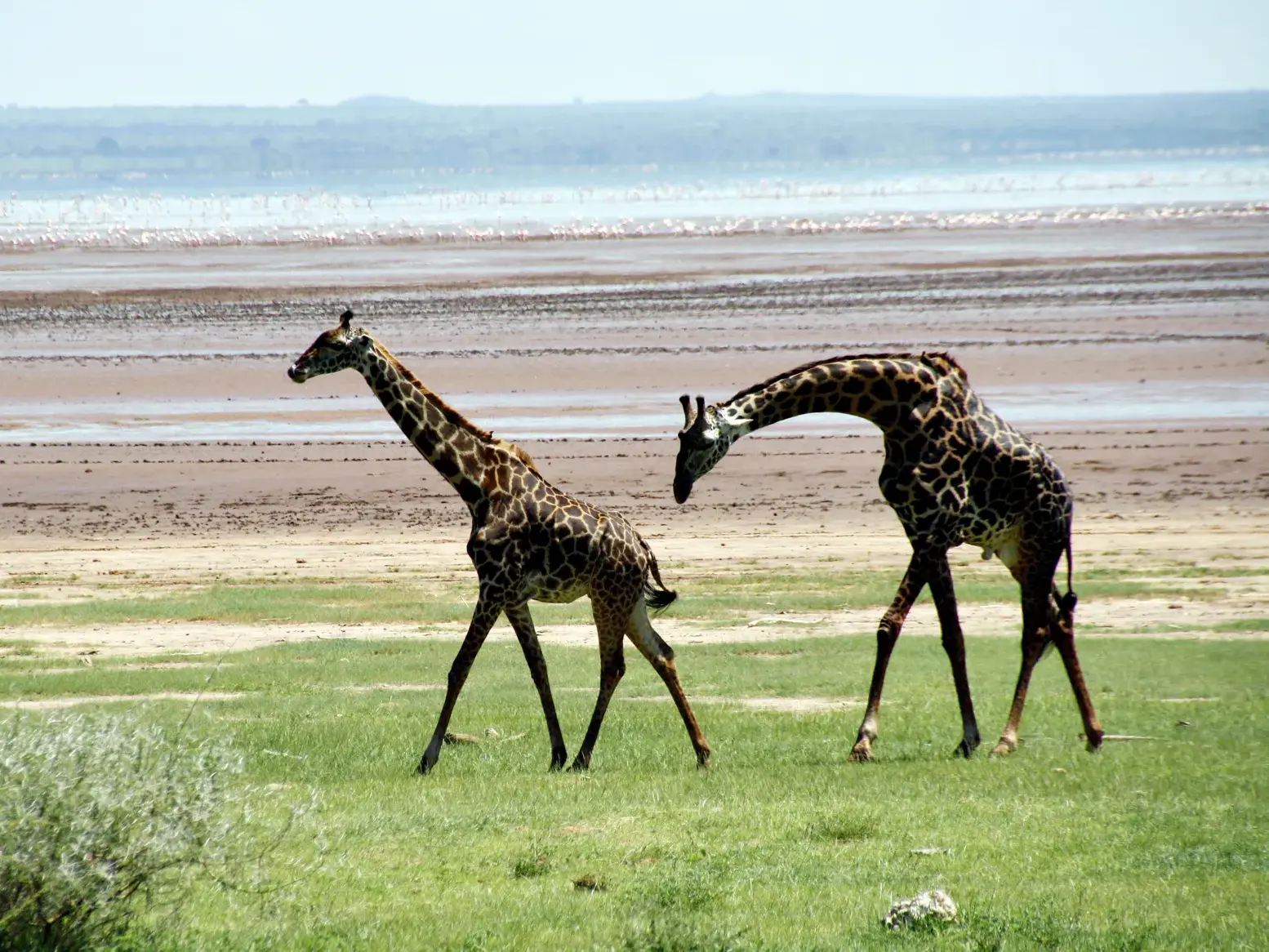 Zwei Giraffen am grünen Ufer des Lake Manyara in Tansania, im Hintergrund sind zahlreiche Flamingos am Sodasee zu sehen.