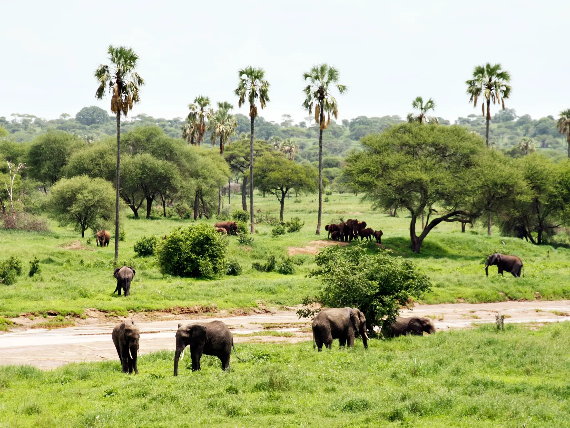 Große Elefantenherde grast in der grünen, weiten Savanne des Tarangire Nationalparks in Tansania zwischen Palmen und Akazien.