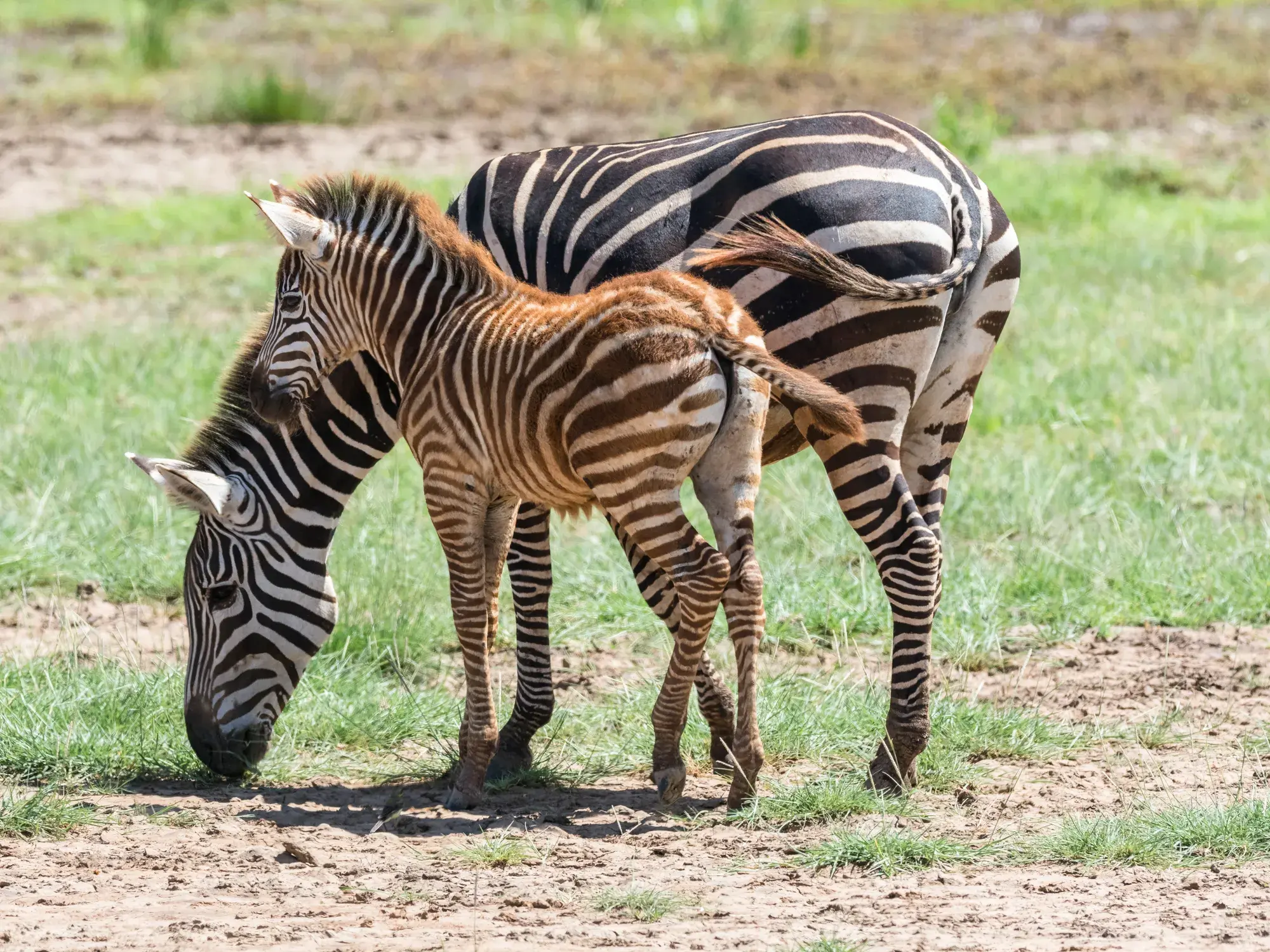 Eine Zebra-Mutter grast im grünen Gras, während ihr braun gestreiftes Fohlen auf einer Safari in Tansania neben ihr steht.
