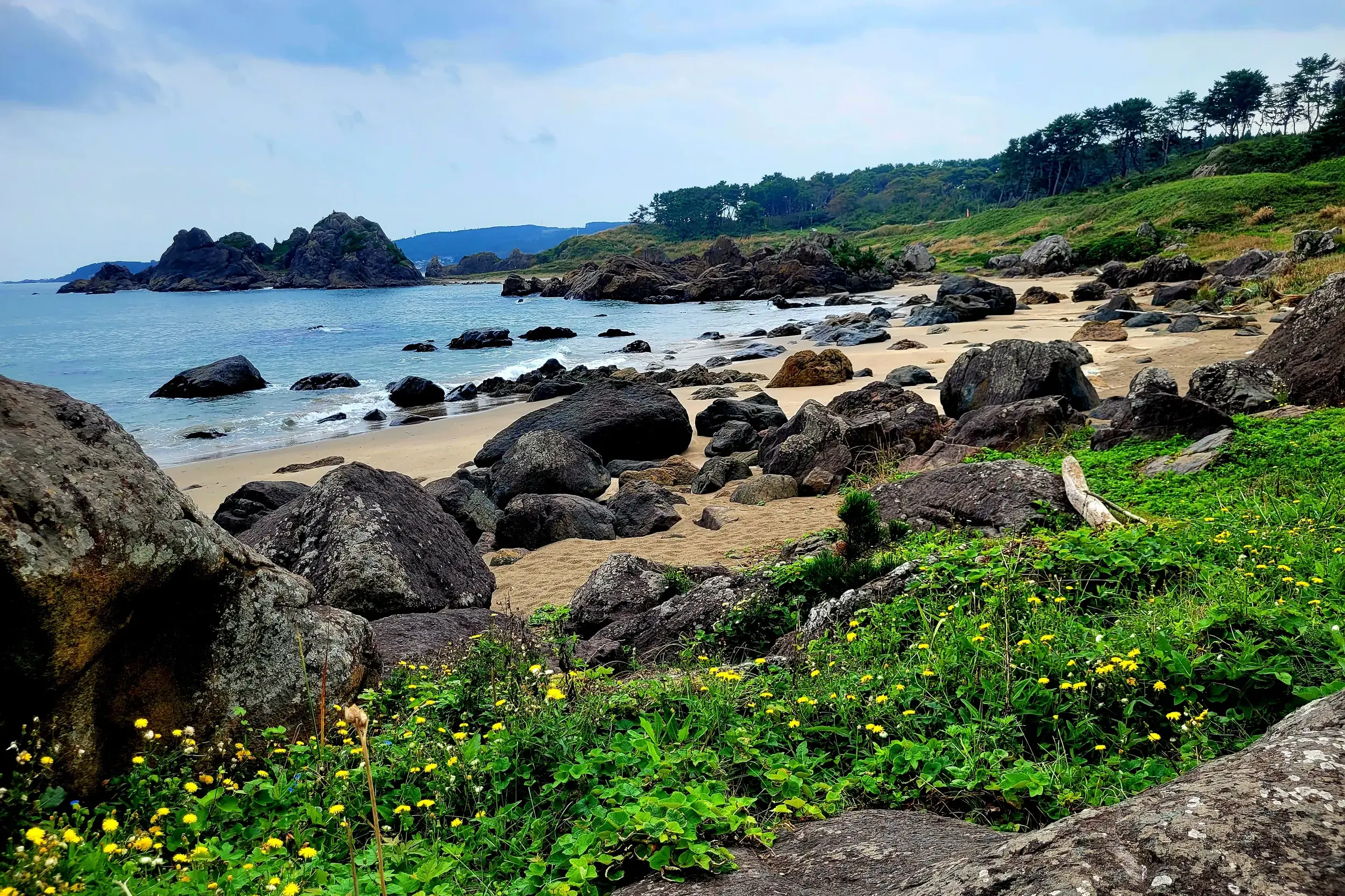 Blick über gelbe Wildblumen auf die felsige Küste der Tanesashi Coast während einer Wanderung auf dem Michinoku Coastal Trail.