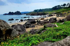 Blick über gelbe Wildblumen auf die felsige Küste der Tanesashi Coast während einer Wanderung auf dem Michinoku Coastal Trail.