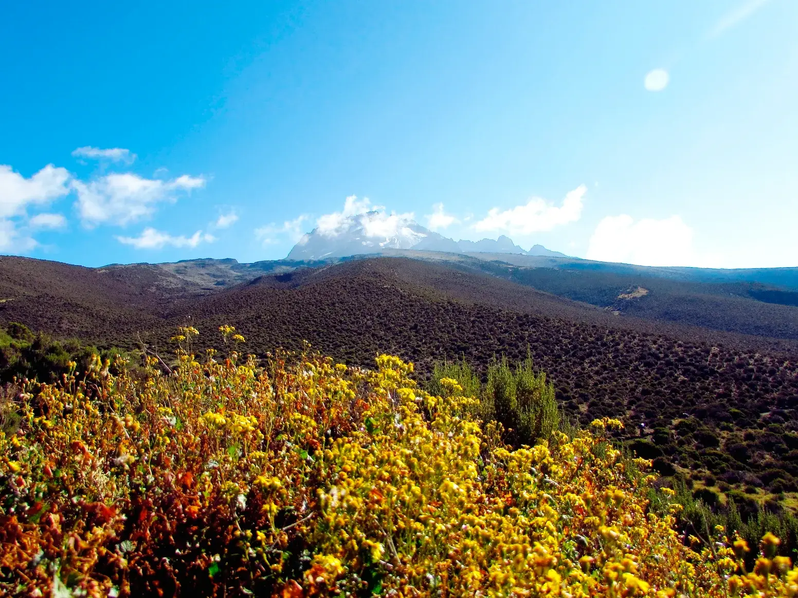 Weite Landschaft der Hochmoorzone am Kilimanjaro mit gelben Senecien und dem schneebedeckten Gipfel des Kibo in der Ferne.