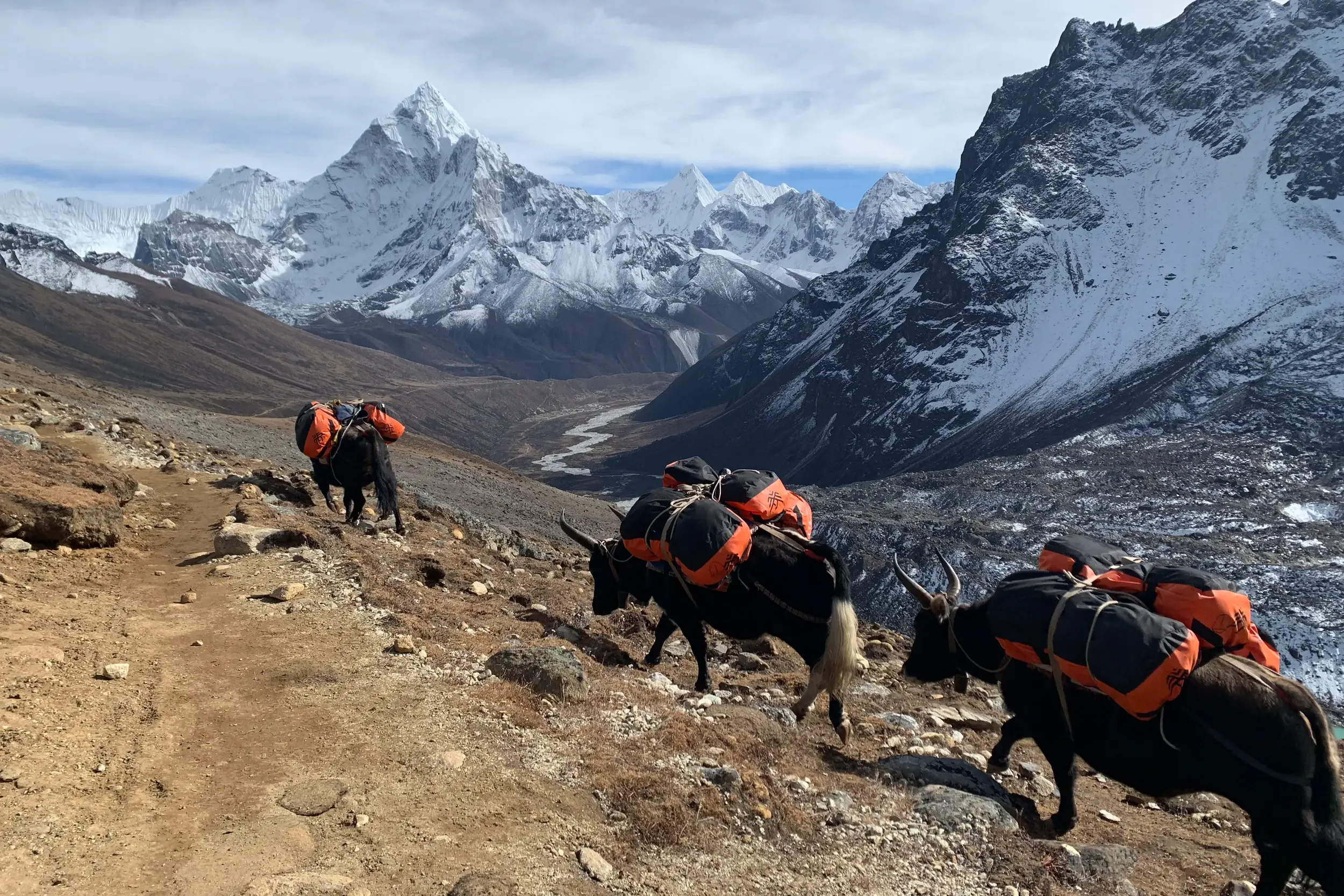 Eine Yak-Karawane transportiert Trekking-Gepäck auf einem Pfad im Khumbu-Himalaya mit Blick auf die Ama Dablam.