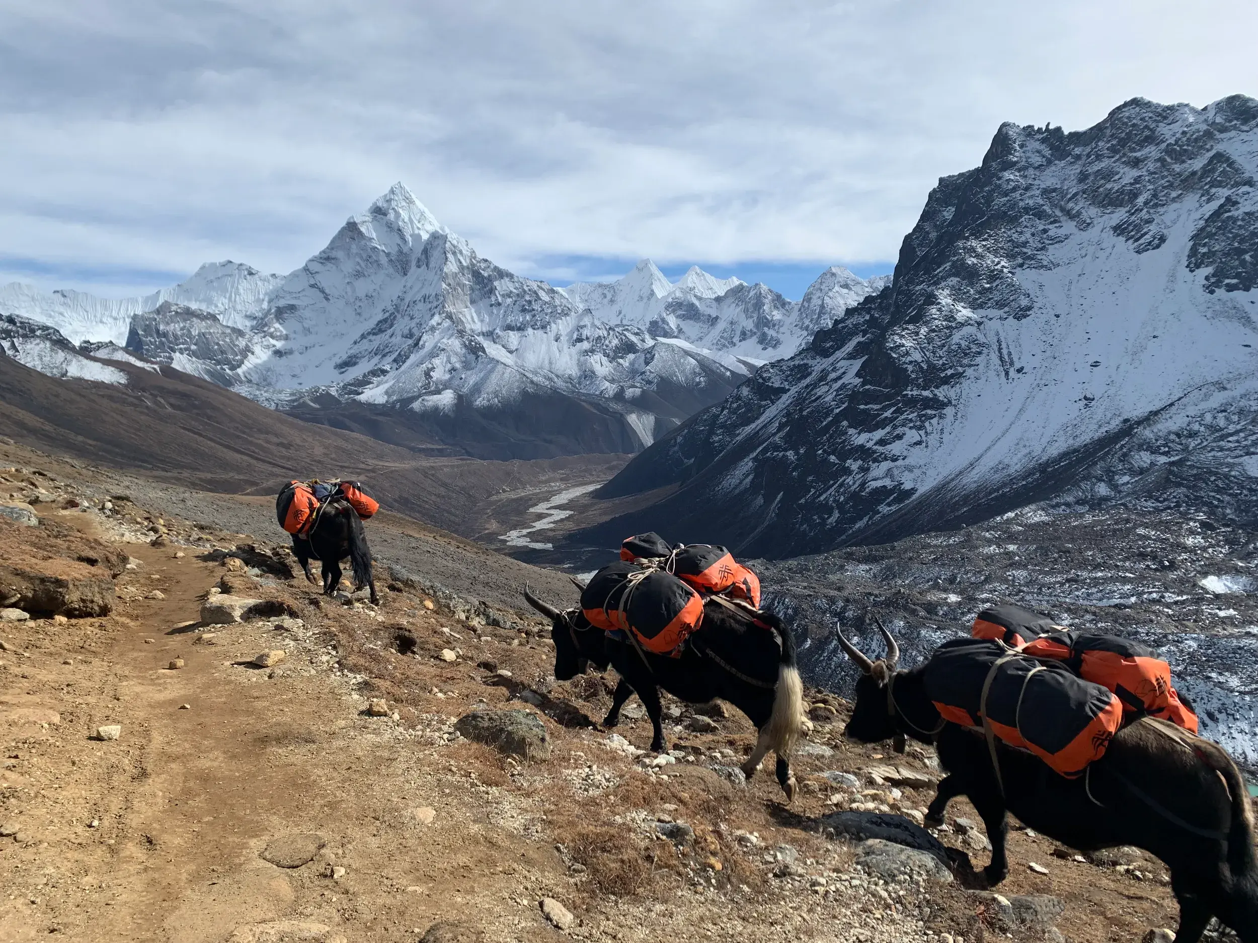Eine Yak-Karawane transportiert Trekking-Gepäck auf einem Pfad im Khumbu-Himalaya mit Blick auf die Ama Dablam.