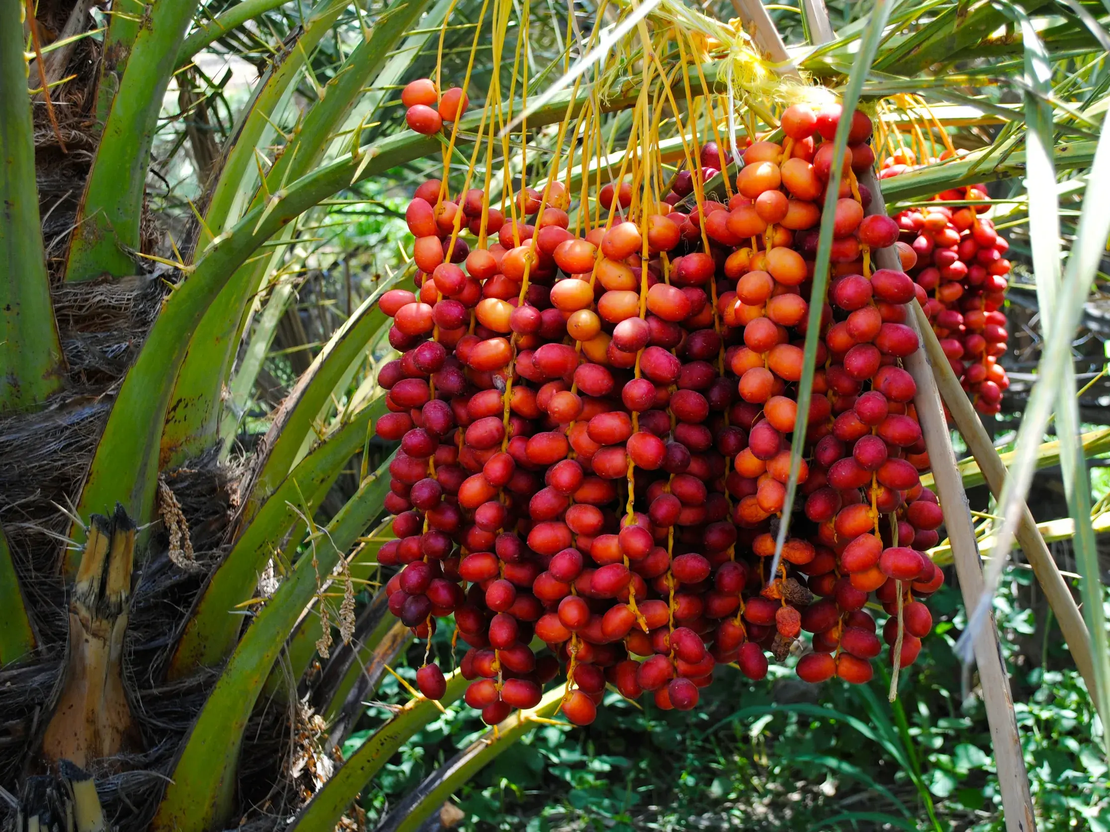 Dichte Trauben mit reifenden, rot-orangen Datteln hängen an einer Dattelpalme in einer grünen Oase im Oman.