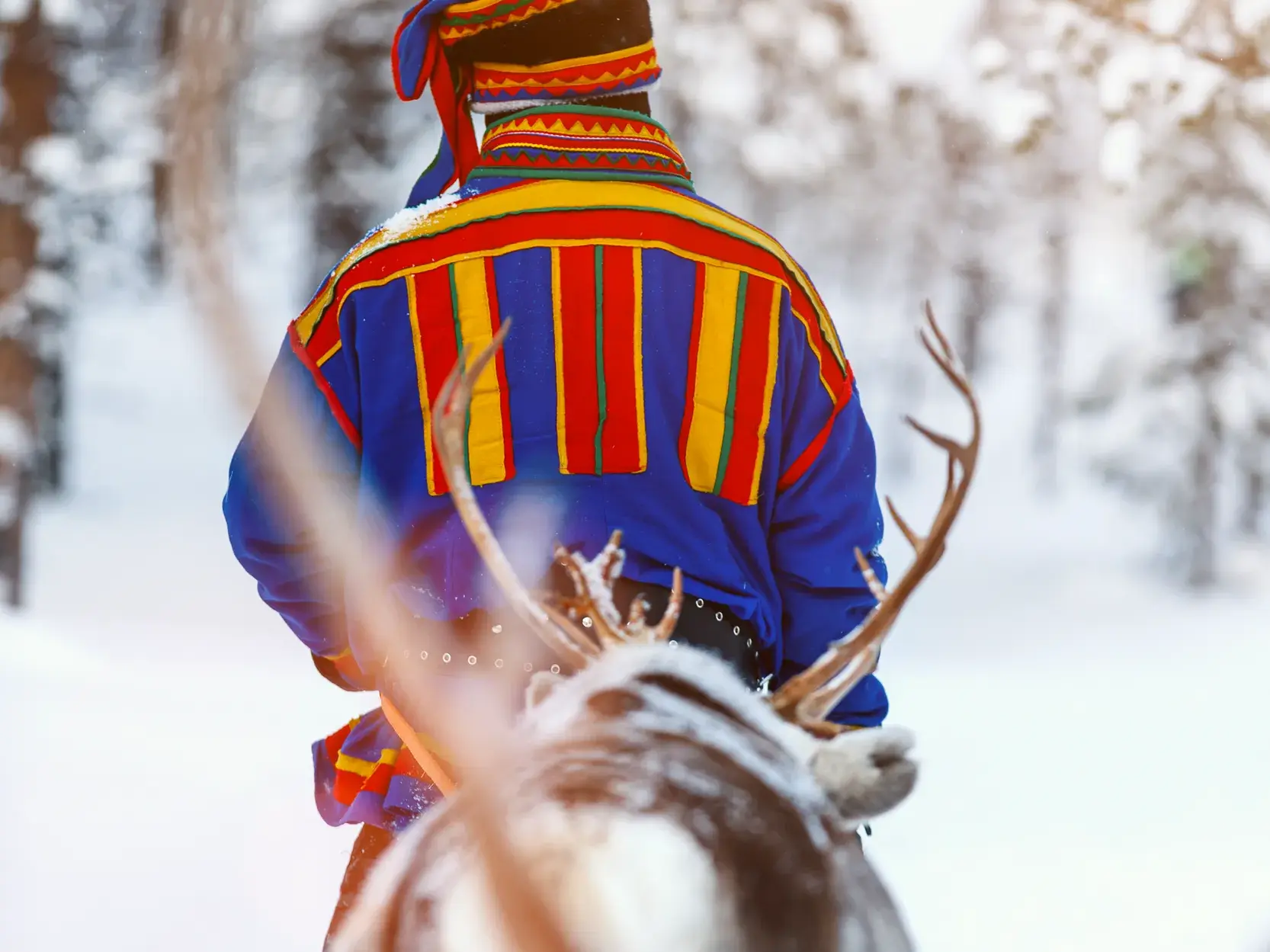 Eine Person in bunter, traditioneller Sámi-Tracht führt ein Rentier durch die verschneite Winterlandschaft Lapplands.