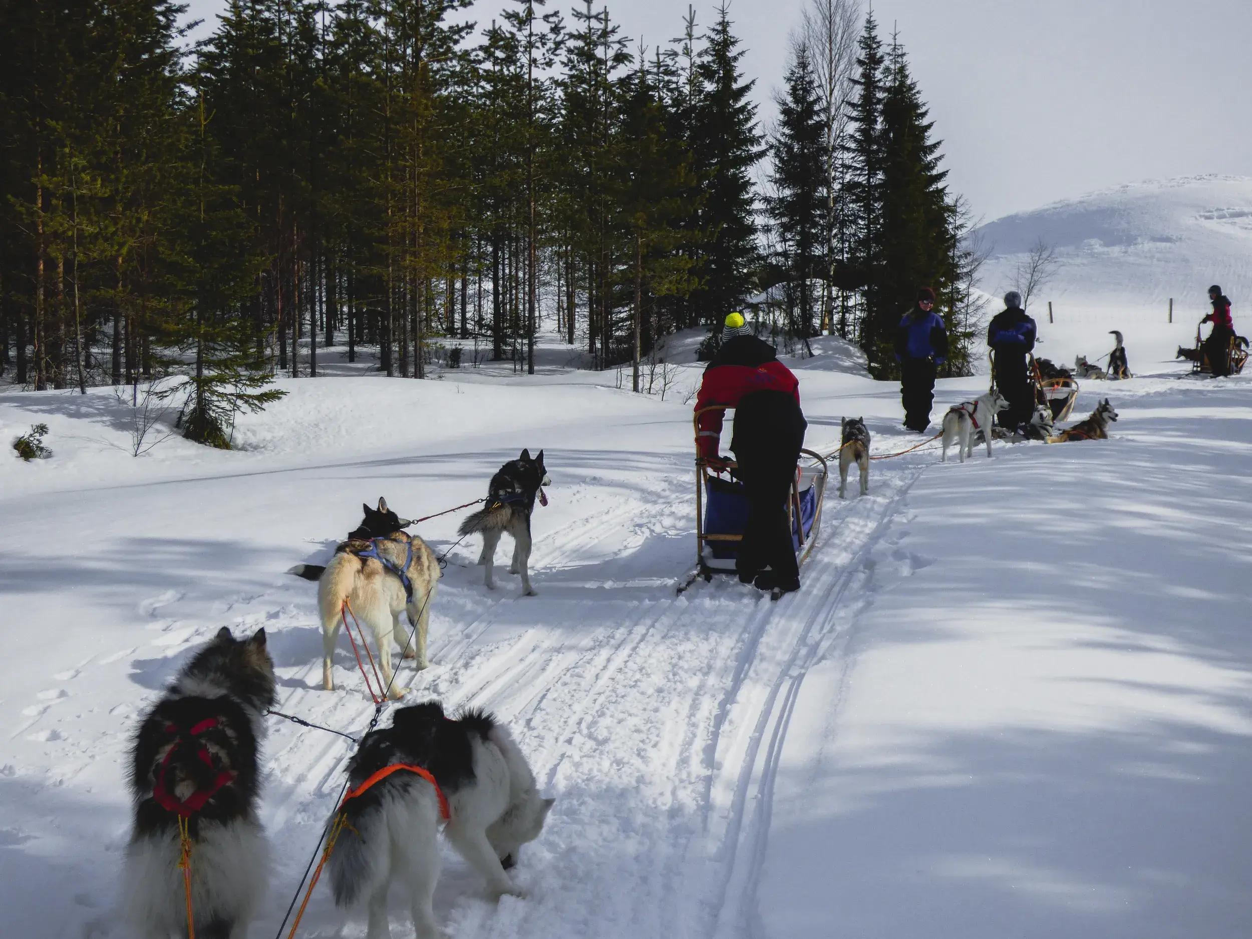 Teilnehmer einer geführten Gruppenreise starten mit ihren Husky-Gespannen eine Schlittentour in der Winterlandschaft Lapplands.