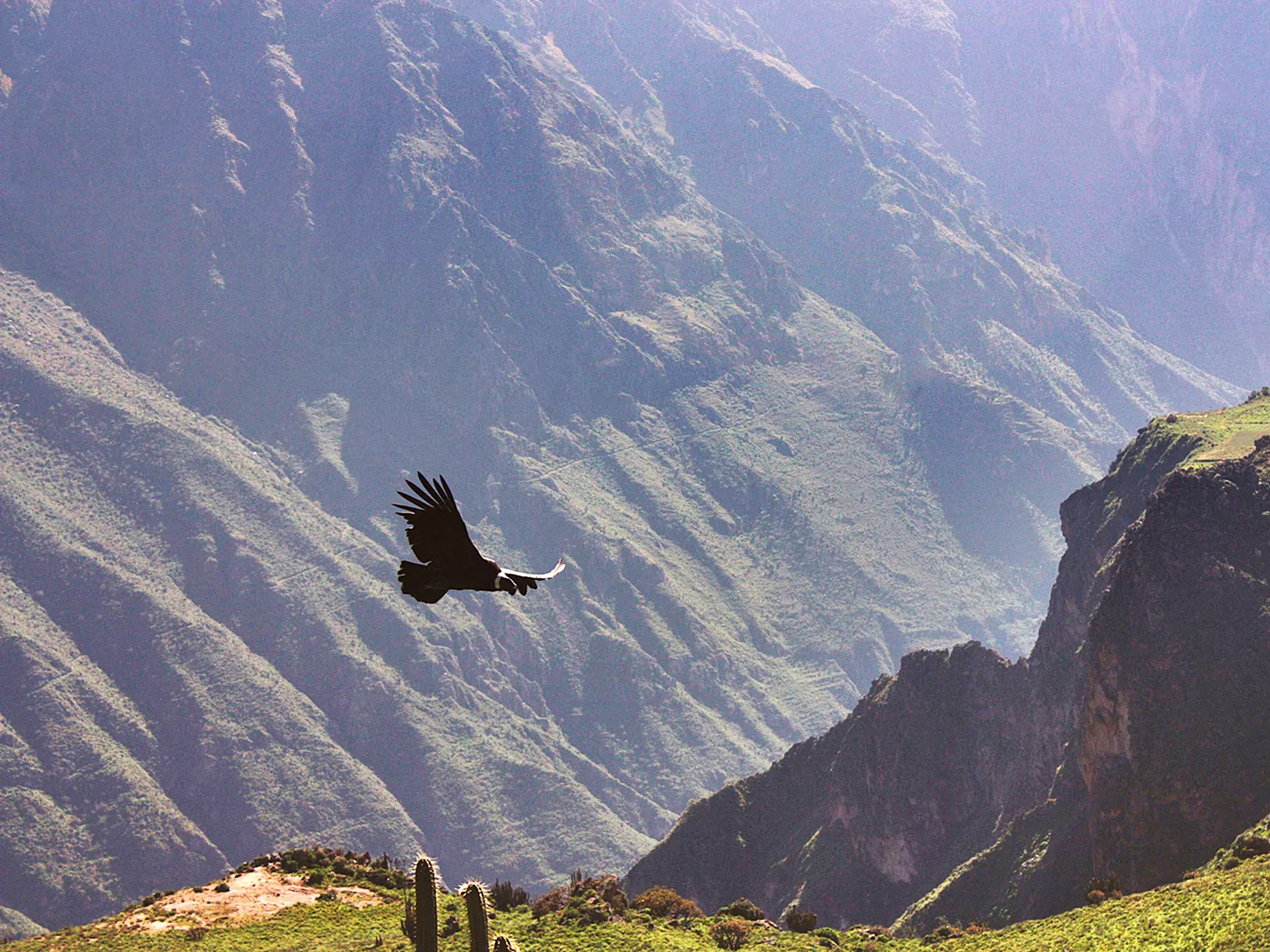 Ein majestätischer Andenkondor gleitet mit ausgebreiteten Flügeln durch den tiefen Colca-Canyon in den peruanischen Anden.