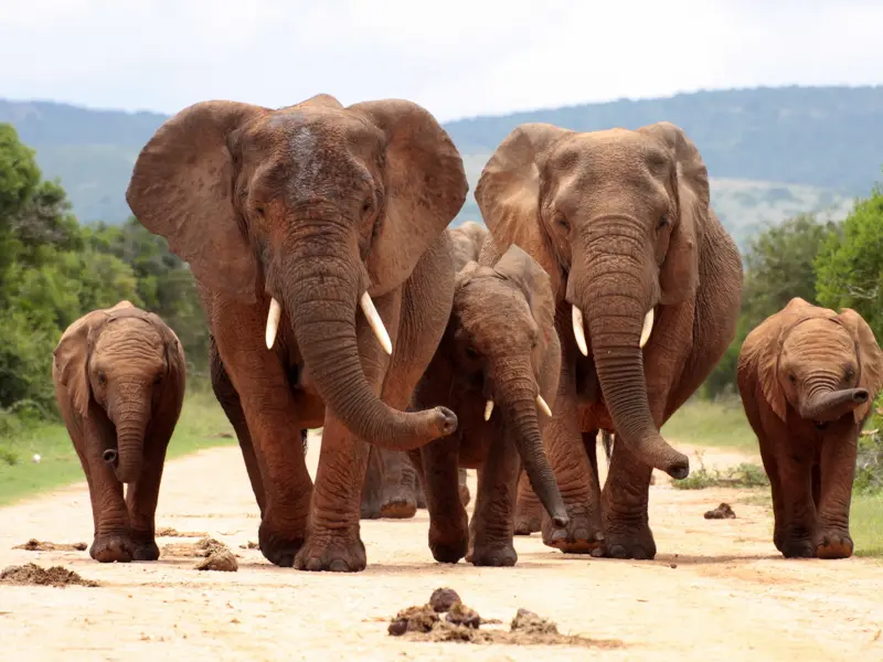 Eine Elefantenfamilie mit drei Jungtieren wandert auf einer Piste im Addo Elephant Nationalpark in Südafrika auf die Kamera zu.