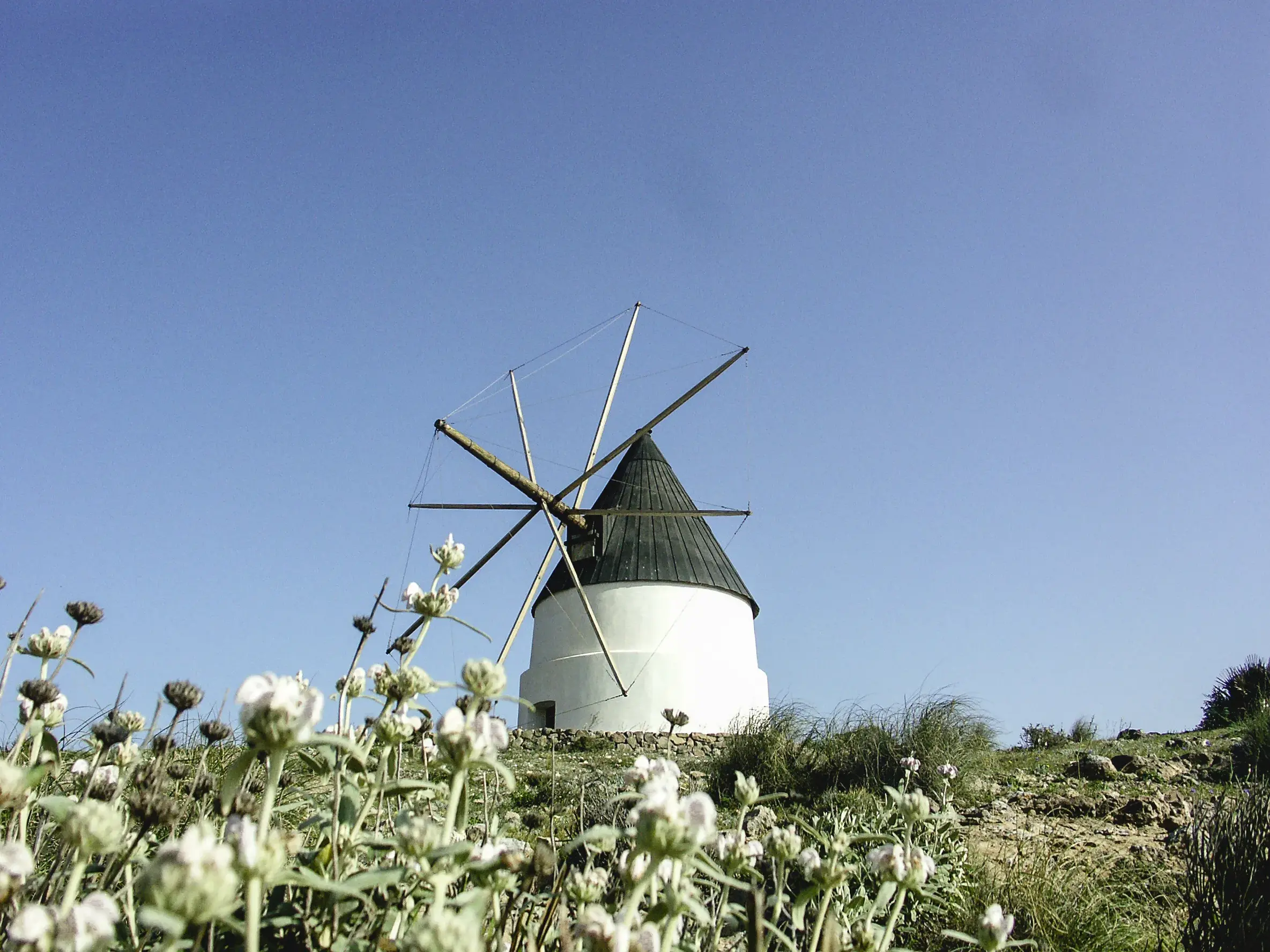 Restaurierte Windmühle auf einem Hügel mit Wildblumen im Naturpark Cabo de Gata nahe der malerischen Genoveses-Bucht.