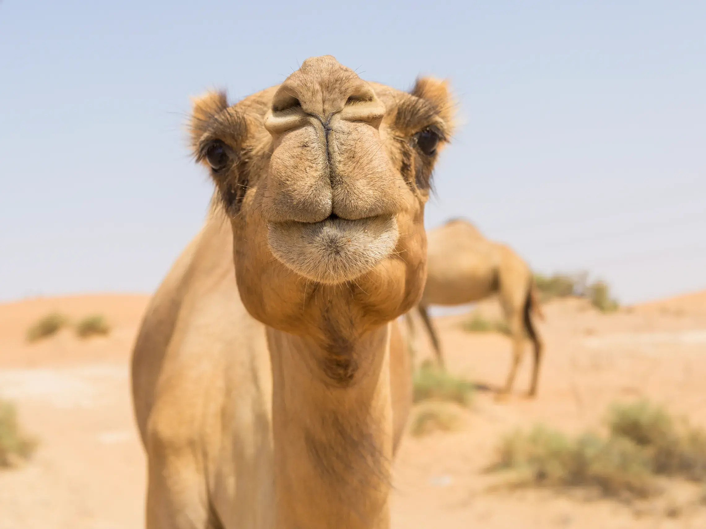 Ein neugieriges Kamel blickt in die Kamera in der sonnigen Wüstenlandschaft des Wadi Ram in Jordanien.