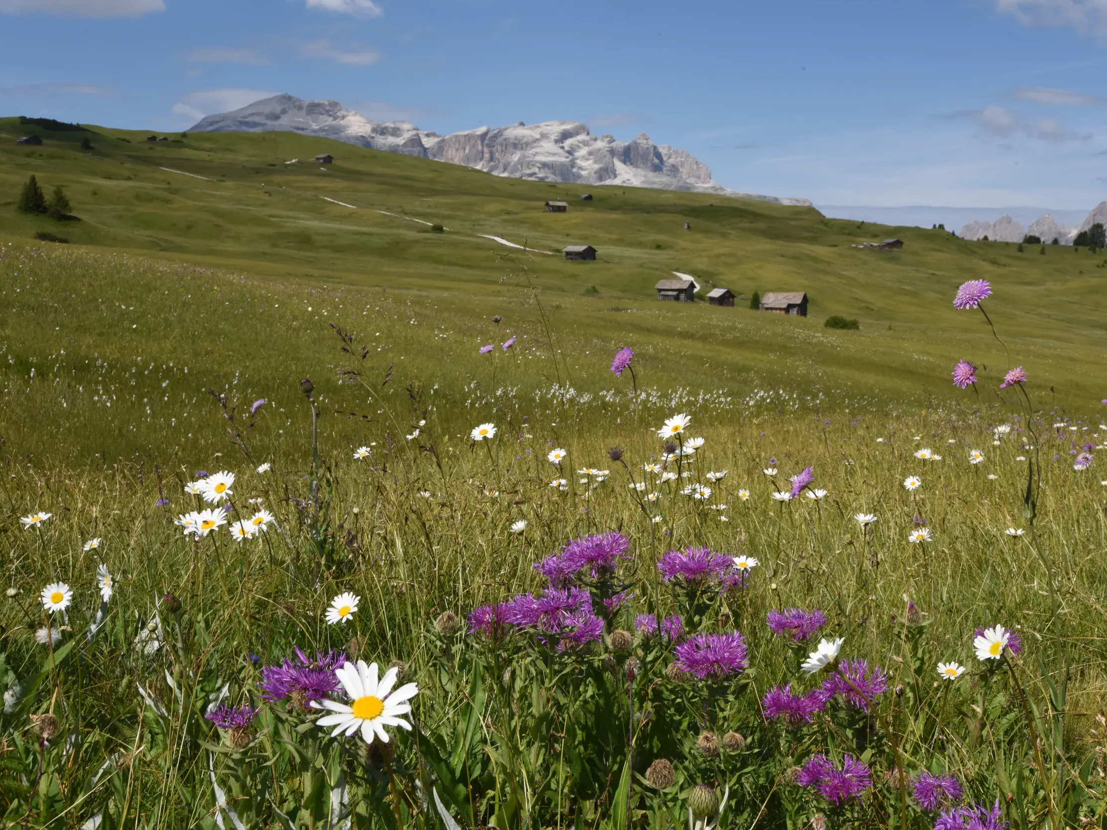 Bunte Almwiese mit Wildblumen bei einer Hüttenwanderung in den Dolomiten, im Hintergrund das massive Sella-Massiv.