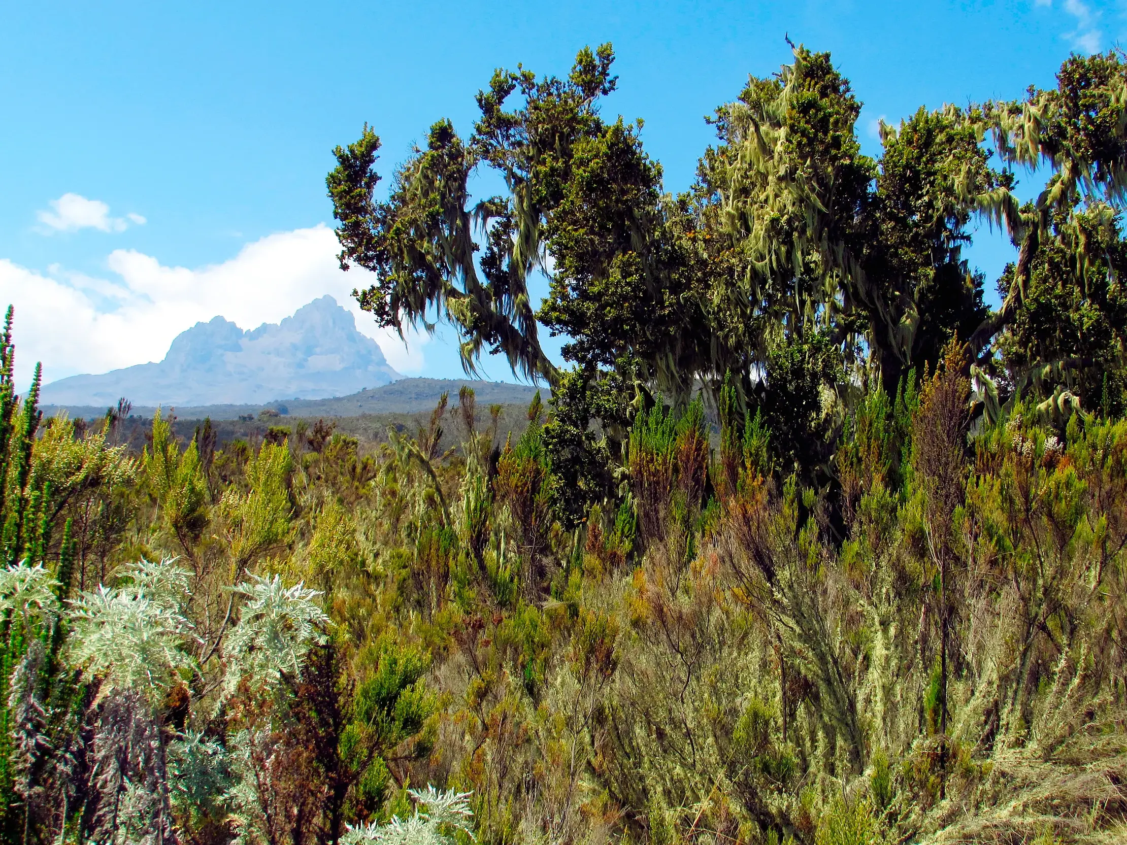 Panoramablick auf den Mawenzi-Gipfel beim Kilimanjaro-Trekking durch die vielfältige Moorlandschaft mit Flechtenbewuchs.