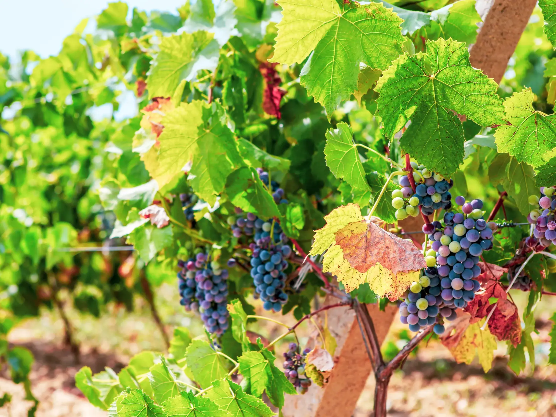 Reife, blaue Weintrauben an einem sonnigen Rebstock in einem Weinberg als Symbol der Weinkultur Bulgariens.