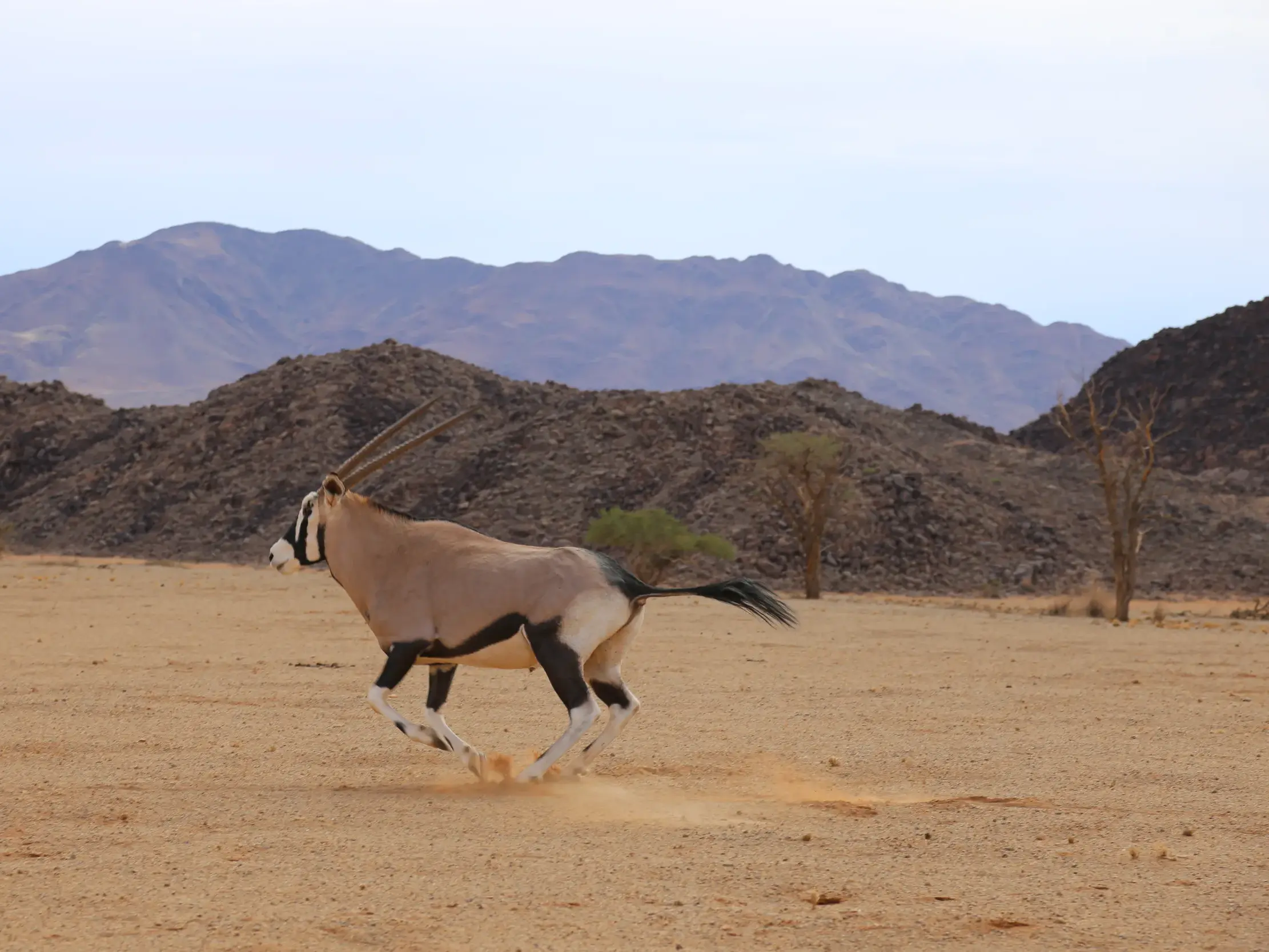 Eine Oryx-Antilope galoppiert während einer Wanderung durch die sandige Weite der Namib-Wüste vor einer felsigen Bergkulisse.