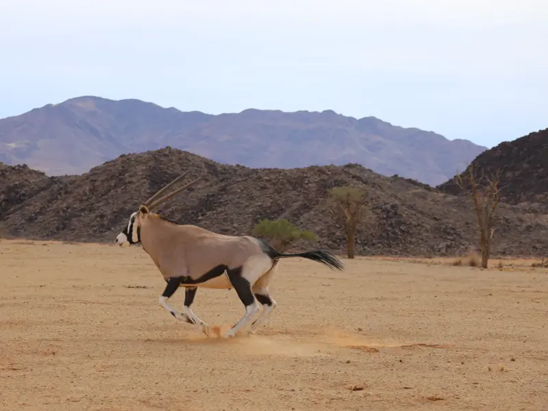 Eine Oryx-Antilope galoppiert während einer Wanderung durch die sandige Weite der Namib-Wüste vor einer felsigen Bergkulisse.