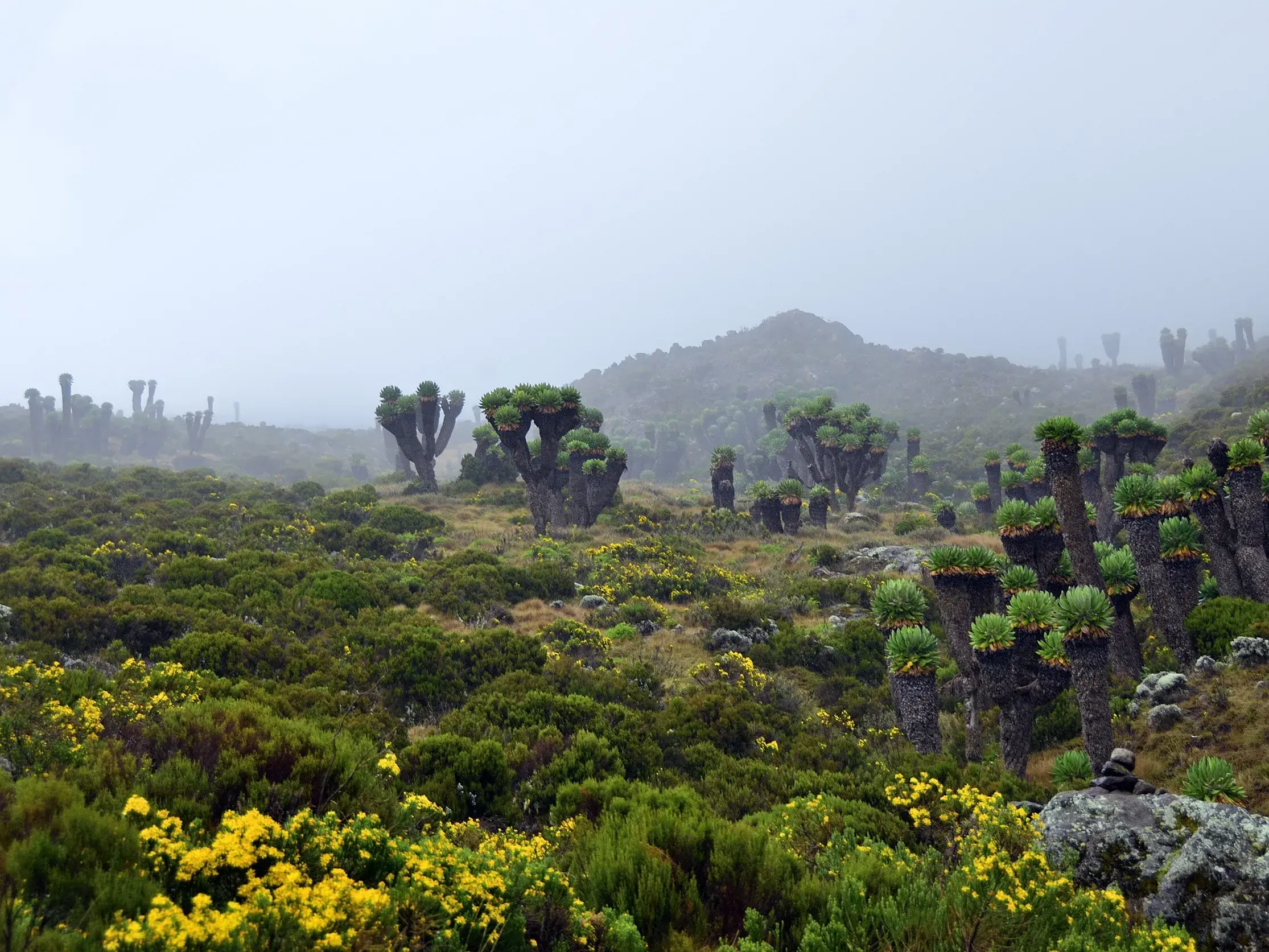 Trekking durch die neblige Heide- und Moorlandschaft am Kilimanjaro mit einzigartigen, endemischen Riesen-Senecien.