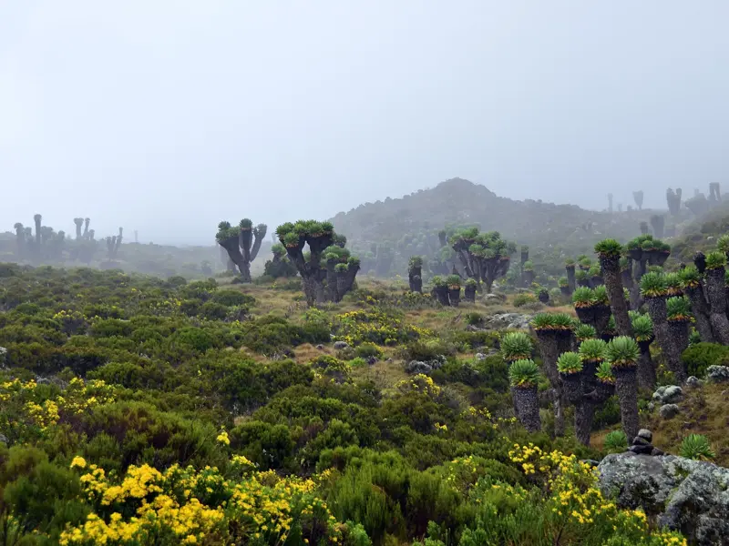 Trekking durch die neblige Heide- und Moorlandschaft am Kilimanjaro mit einzigartigen, endemischen Riesen-Senecien.