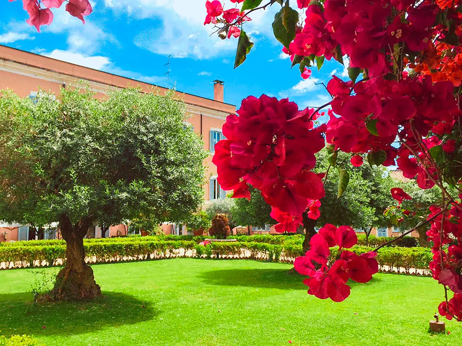 Der Hotelgarten des Hotel Kolbe in Rom, eine grüne Oase mit altem Olivenbaum und roten Bougainvillea-Blüten unter blauem Himmel.