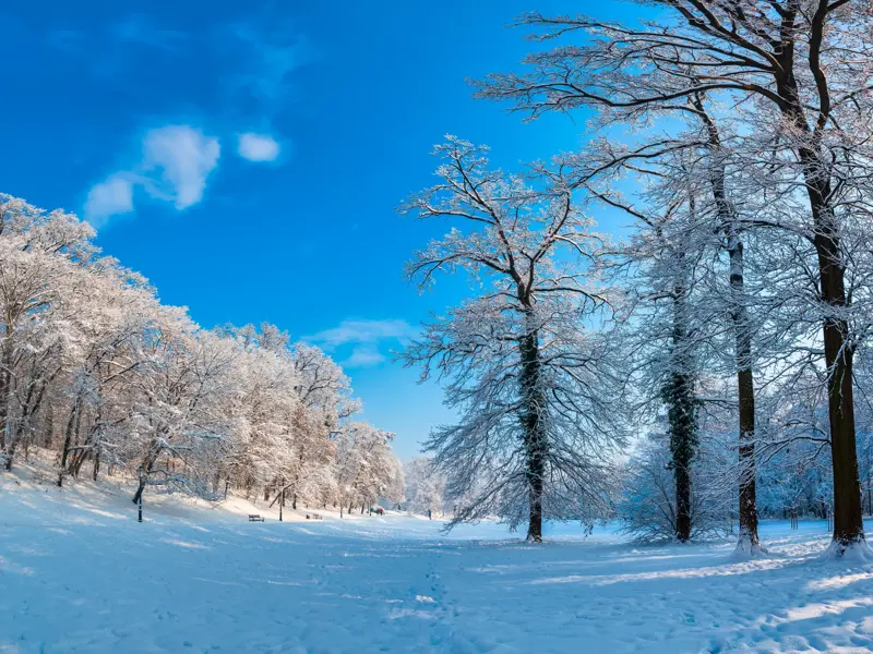 Sonnige Winterlandschaft im Park Maksimir in Zagreb, wo hohe, mit frischem Schnee bedeckte Bäume unter blauem Himmel stehen.
