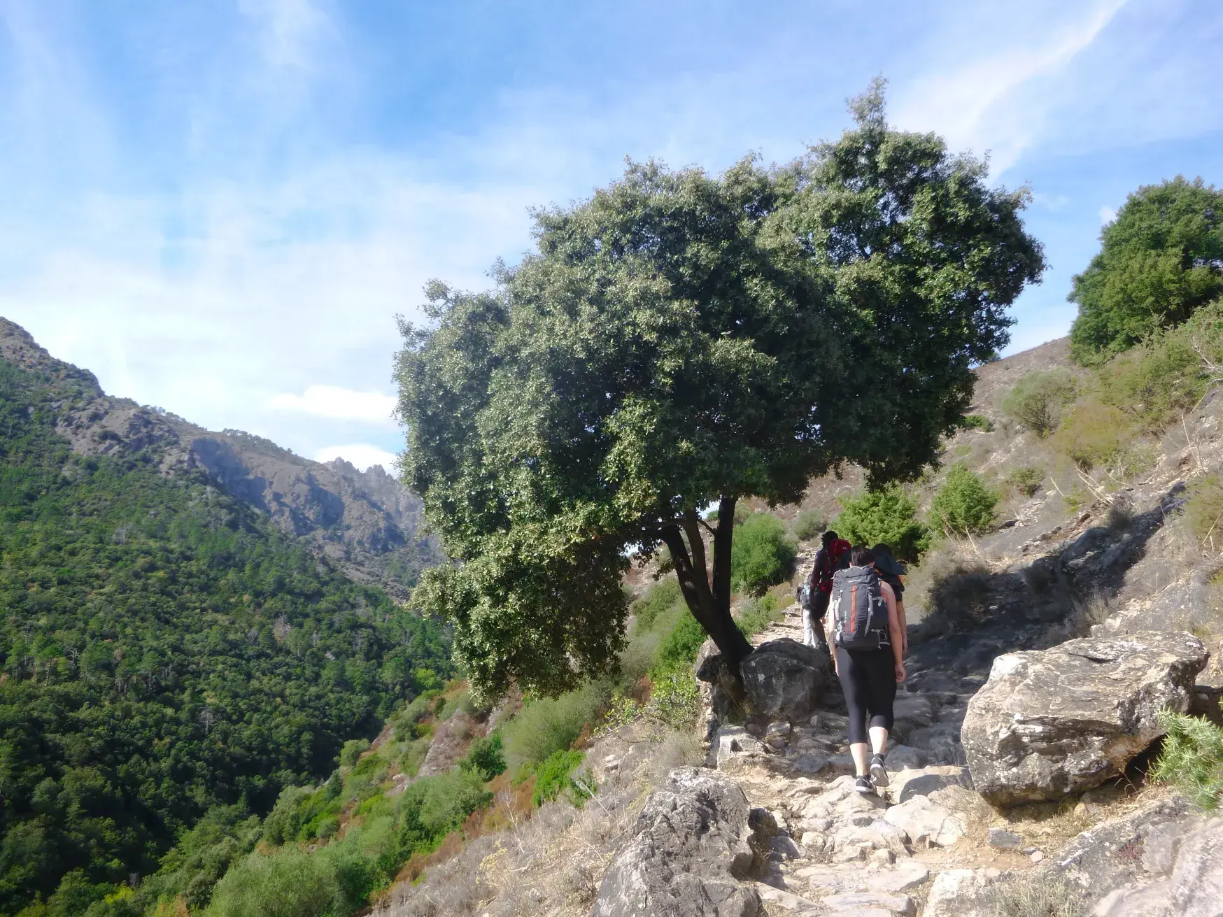 Zwei Wanderer mit Rucksäcken auf einem steinigen Maultierpfad mit Blick in die grüne Tavignanu-Schlucht auf Korsika.