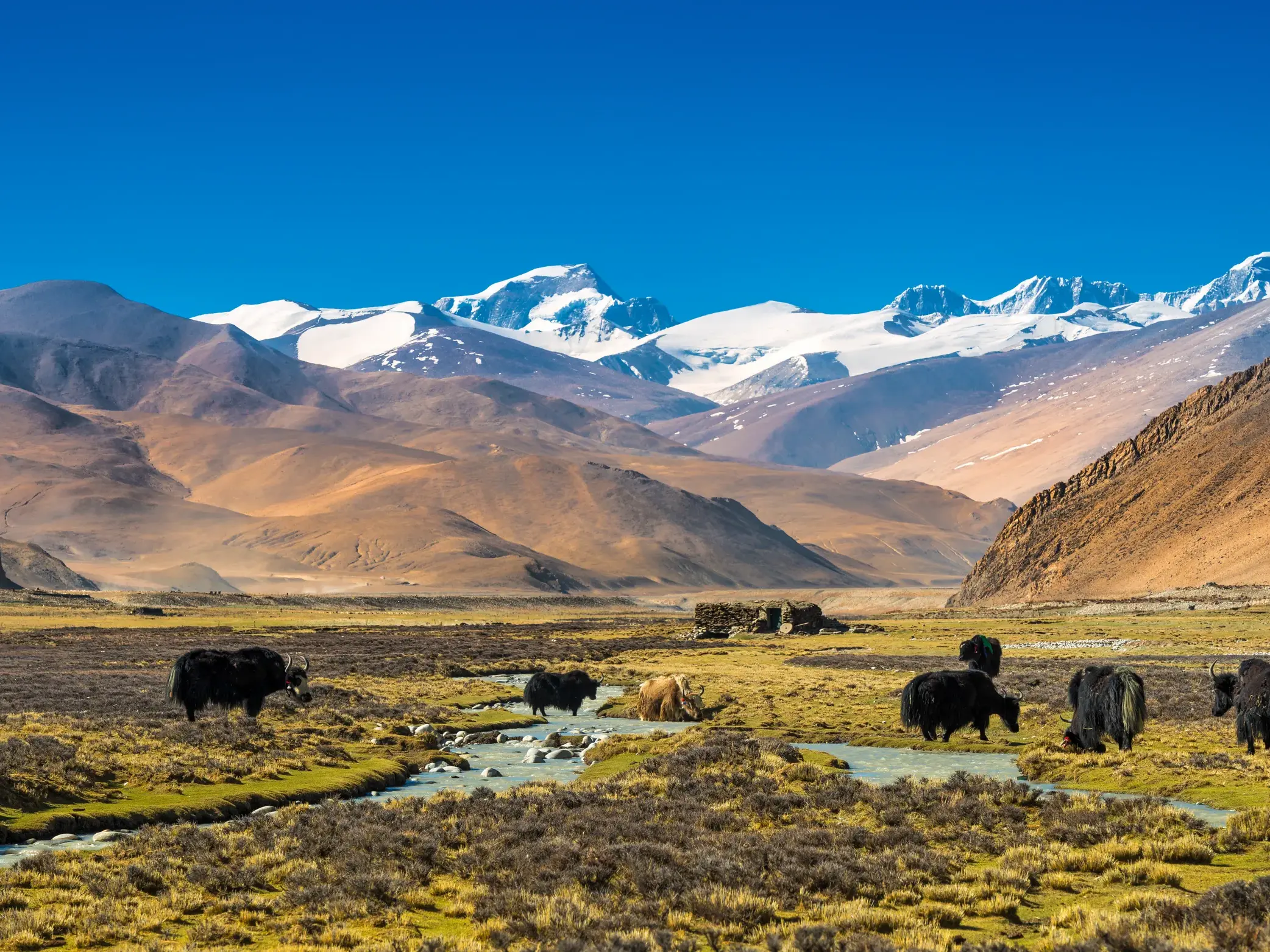 Eine Herde schwarzer Yaks grast an einem Bach in der tibetischen Hochebene vor den schneebedeckten Gipfeln des Himalaya.