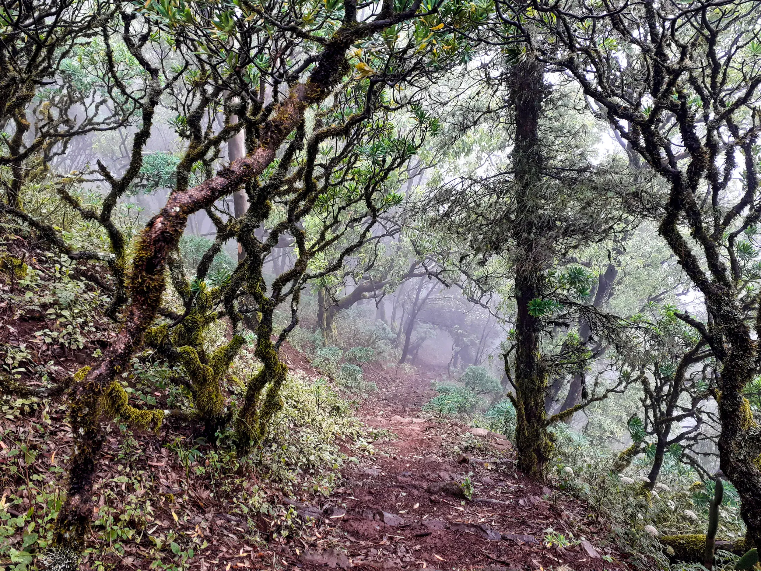 Wanderpfad durch einen urwüchsigen Nebelwald mit moosbewachsenen Drachenbäumen auf der Insel São Nicolau, Kapverden.